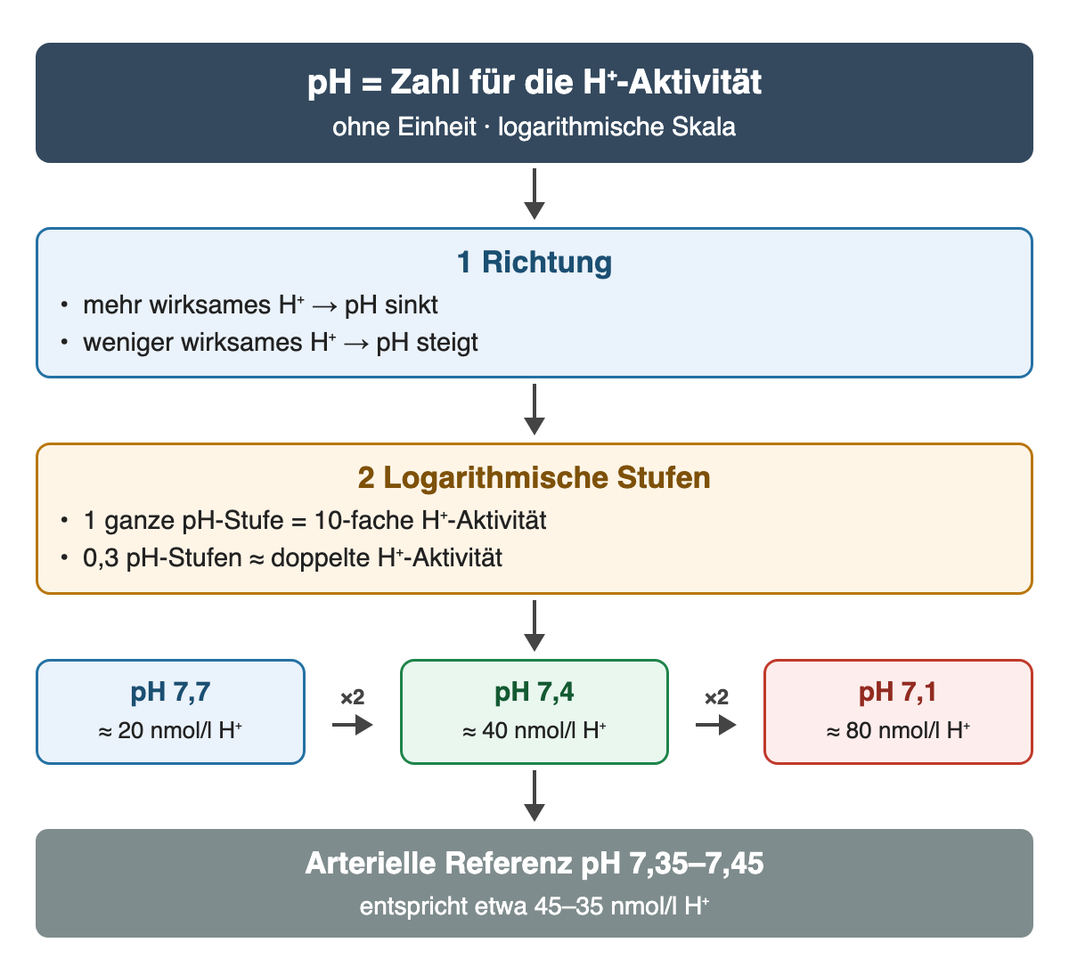 pH als logarithmische Skala: Mehr H⁺ senkt den pH; eine ganze pH-Stufe entspricht der zehnfachen, 0,3 Stufen etwa der doppelten H⁺-Aktivität. Kette: pH 7,7 etwa 20, pH 7,4 etwa 40, pH 7,1 etwa 80 nmol/l H⁺. Die Referenz 7,35–7,45 entspricht etwa 45–35 nmol/l.