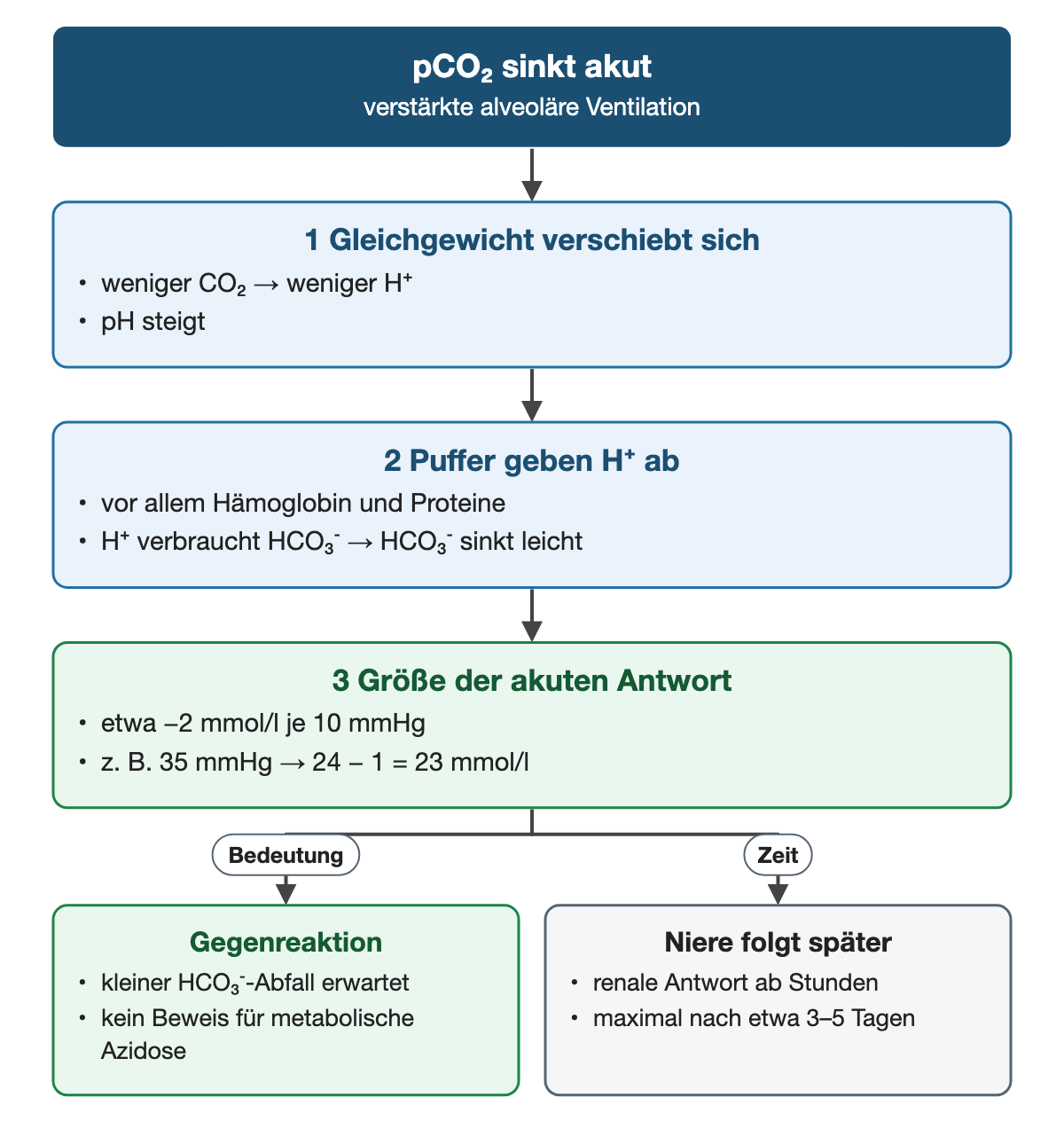 Von oben nach unten. Oben: pCO₂ sinkt akut (verstärkte alveoläre Ventilation). 1 Gleichgewicht verschiebt sich: weniger CO₂ → weniger H⁺, pH steigt. 2 Puffer geben H⁺ ab: vor allem Hämoglobin und Proteine, H⁺ verbraucht HCO₃⁻ → HCO₃⁻ sinkt leicht. 3 Größe der akuten Antwort: etwa −2 mmol/l je 10 mmHg, z. B. 35 mmHg → 24 − 1 = 23 mmol/l. Nebeneinander: Bedeutung → Gegenreaktion: kleiner HCO₃⁻-Abfall erwartet, kein Beweis für metabolische Azidose | Zeit → Niere folgt später: renale Antwort ab Stunden, maximal nach etwa 3–5 Tagen.