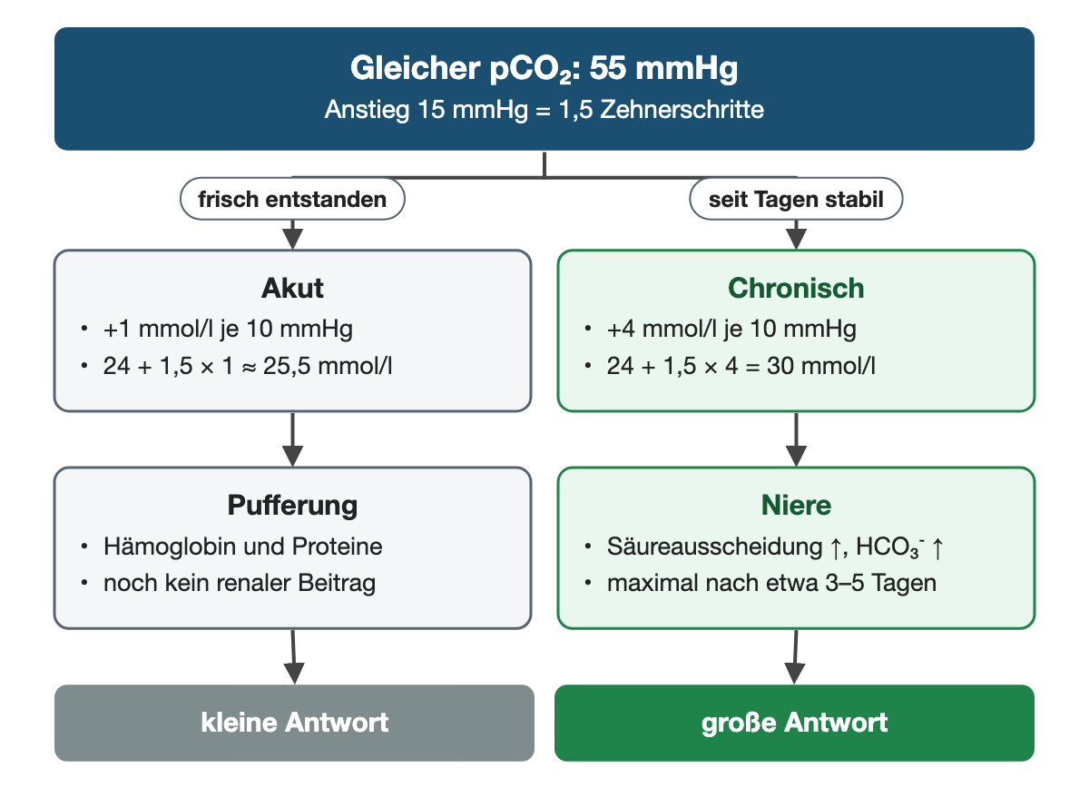 Von oben nach unten. Oben: Gleicher pCO₂: 55 mmHg (Anstieg 15 mmHg = 1,5 Zehnerschritte). Nebeneinander: frisch entstanden → Akut: +1 mmol/l je 10 mmHg, 24 + 1,5 × 1 ≈ 25,5 mmol/l | seit Tagen stabil → Chronisch: +4 mmol/l je 10 mmHg, 24 + 1,5 × 4 = 30 mmol/l. Nebeneinander: Pufferung: Hämoglobin und Proteine, noch kein renaler Beitrag | Niere: Säureausscheidung ↑, HCO₃⁻ ↑, maximal nach etwa 3–5 Tagen. Ergebnis: kleine Antwort | große Antwort.
