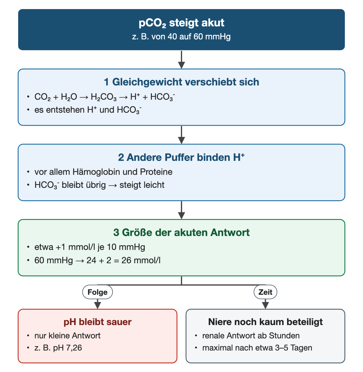 Von oben nach unten. Oben: pCO₂ steigt akut (z. B. von 40 auf 60 mmHg). 1 Gleichgewicht verschiebt sich: CO₂ + H₂O → H₂CO₃ → H⁺ + HCO₃⁻, es entstehen H⁺ und HCO₃⁻. 2 Andere Puffer binden H⁺: vor allem Hämoglobin und Proteine, HCO₃⁻ bleibt übrig → steigt leicht. 3 Größe der akuten Antwort: etwa +1 mmol/l je 10 mmHg, 60 mmHg → 24 + 2 = 26 mmol/l. Nebeneinander: Folge → pH bleibt sauer: nur kleine Antwort, z. B. pH 7,26 | Zeit → Niere noch kaum beteiligt: renale Antwort ab Stunden, maximal nach etwa 3–5 Tagen.