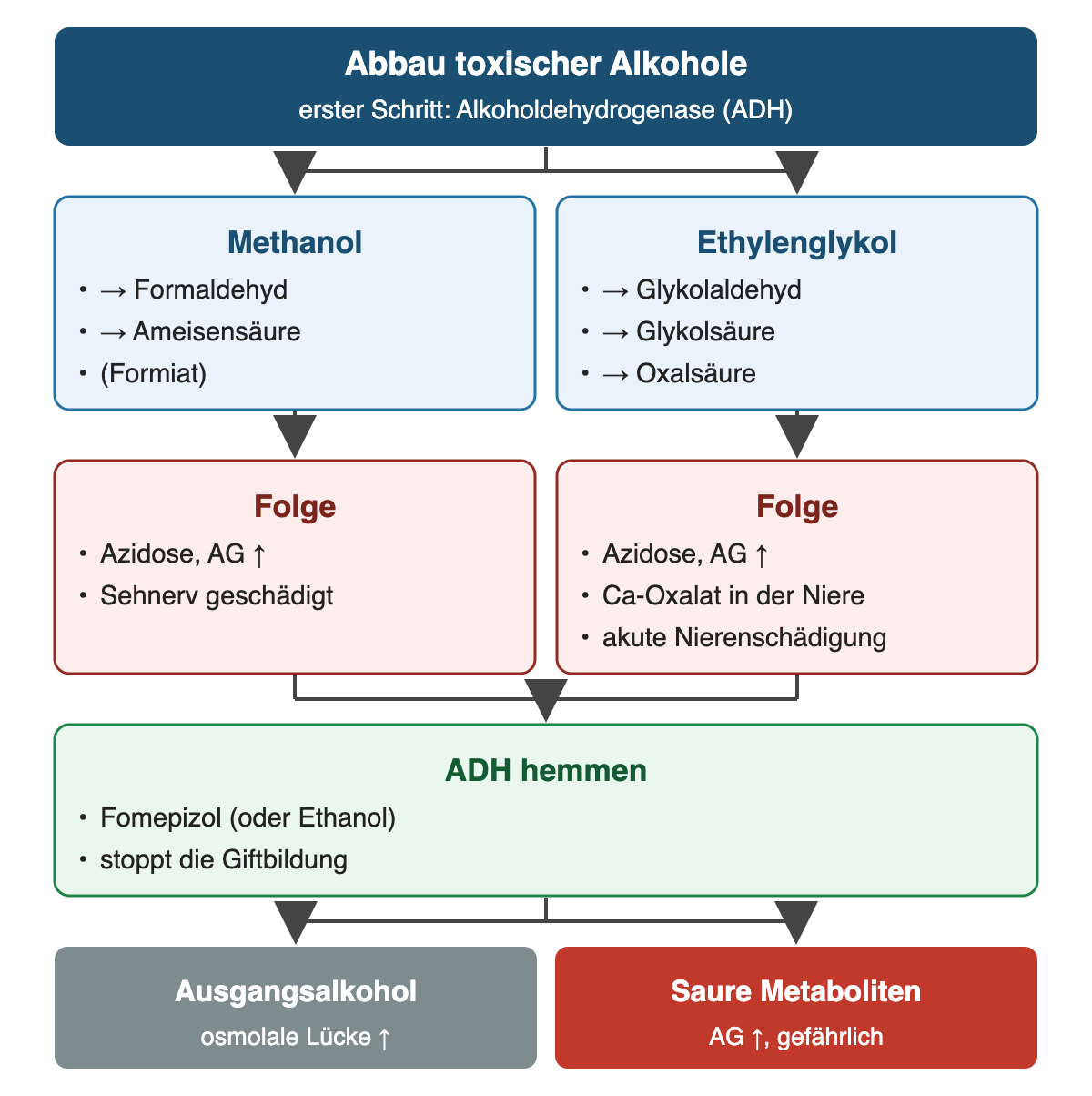 Von oben nach unten: Abbau toxischer Alkohole: erster Schritt: Alkoholdehydrogenase (ADH); Methanol: → Formaldehyd, → Ameisensäure, (Formiat); Ethylenglykol: → Glykolaldehyd, → Glykolsäure, → Oxalsäure; Folge: Azidose, AG ↑, Sehnerv geschädigt; Folge: Azidose, AG ↑, Ca-Oxalat in der Niere, akute Nierenschädigung; ADH hemmen: Fomepizol (oder Ethanol), stoppt die Giftbildung; Ergebnis: Ausgangsalkohol – osmolale Lücke ↑; Saure Metaboliten – AG ↑, gefährlich.