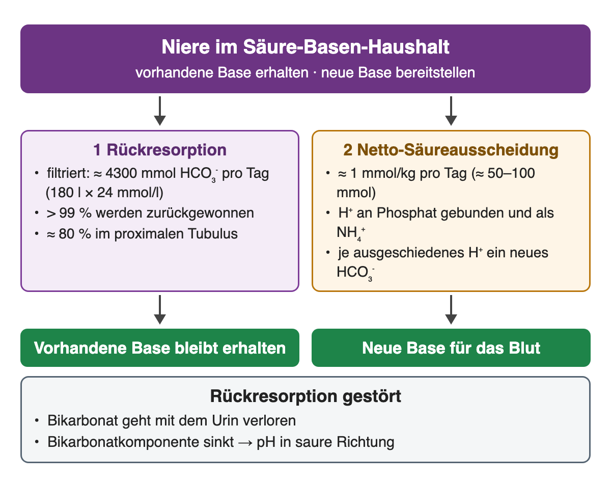 Zwei Nierenaufgaben: 1 Rückresorption, etwa 4300 mmol filtriertes HCO₃⁻ pro Tag, über 99 % zurückgewonnen, etwa 80 % proximal; 2 Netto-Säureausscheidung, etwa 1 mmol/kg pro Tag, H⁺ an Phosphat und als NH₄⁺, je H⁺ ein neues HCO₃⁻. Unten: Gestörte Rückresorption führt zu Bikarbonatverlust.