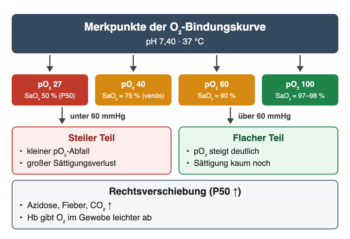 Merkpunkte der O₂-Bindungskurve bei pH 7,40 und 37 °C: pO₂ 27 mmHg 50 % (P50), 40 mmHg etwa 75 %, 60 mmHg etwa 90 %, 100 mmHg etwa 97–98 %. Unter 60 mmHg steiler Teil, darüber flacher Teil. Rechtsverschiebung bei Azidose, Fieber und erhöhtem CO₂.
