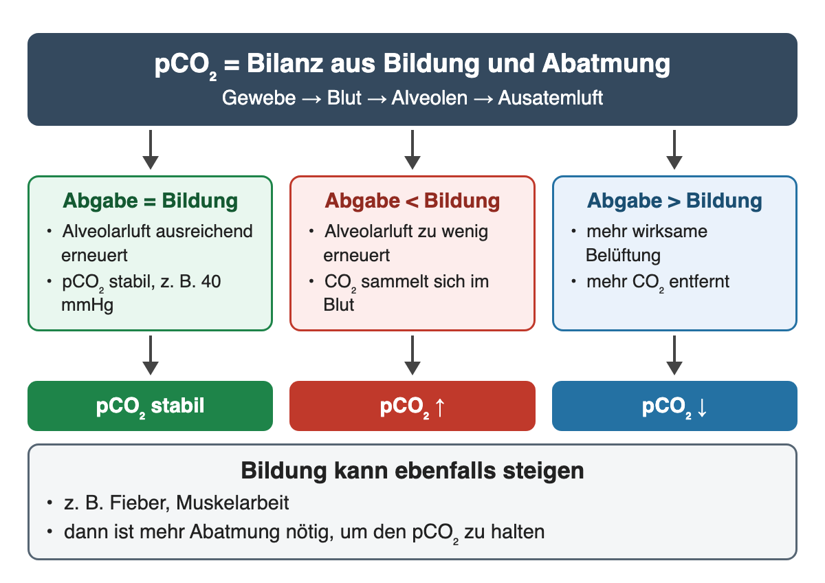 pCO₂ als Bilanz: Abgabe gleich Bildung hält den pCO₂ stabil, Abgabe kleiner als Bildung lässt ihn steigen, Abgabe größer als Bildung senkt ihn. Auch die Bildung kann steigen, etwa bei Fieber oder Muskelarbeit.
