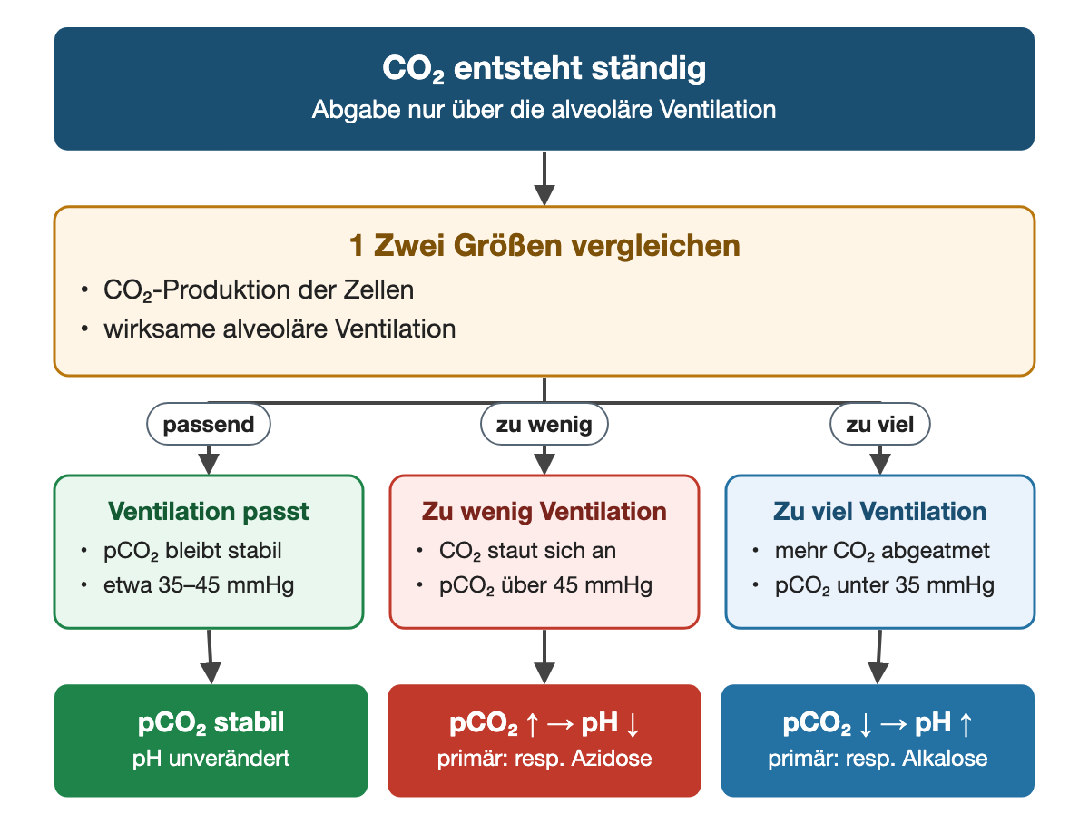 Von oben nach unten. Oben: CO₂ entsteht ständig (Abgabe nur über die alveoläre Ventilation). 1 Zwei Größen vergleichen: CO₂-Produktion der Zellen, wirksame alveoläre Ventilation. Nebeneinander: passend → Ventilation passt: pCO₂ bleibt stabil, etwa 35–45 mmHg | zu wenig → Zu wenig Ventilation: CO₂ staut sich an, pCO₂ über 45 mmHg | zu viel → Zu viel Ventilation: mehr CO₂ abgeatmet, pCO₂ unter 35 mmHg. Ergebnis: pCO₂ stabil (pH unverändert) | pCO₂ ↑ → pH ↓ (primär: resp. Azidose) | pCO₂ ↓ → pH ↑ (primär: resp. Alkalose).