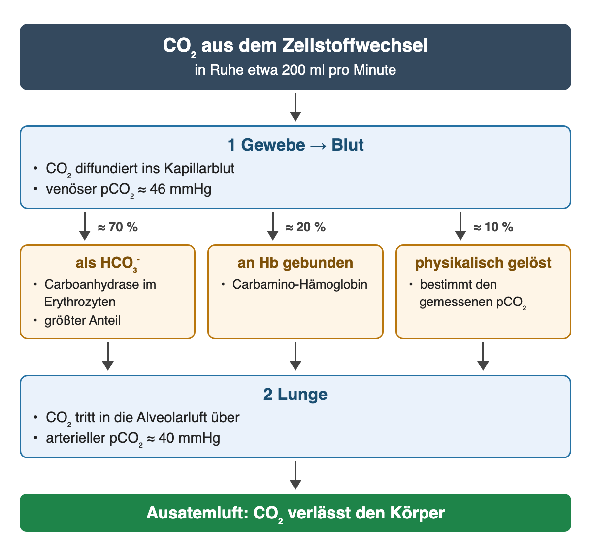 CO₂ aus dem Zellstoffwechsel, in Ruhe etwa 200 ml pro Minute: im Blut zu etwa 70 % als HCO₃⁻, zu etwa 20 % an Hb gebunden und zu etwa 10 % gelöst. Venöser pCO₂ etwa 46, arterieller etwa 40 mmHg; in der Lunge tritt CO₂ in die Alveolarluft über und wird ausgeatmet.