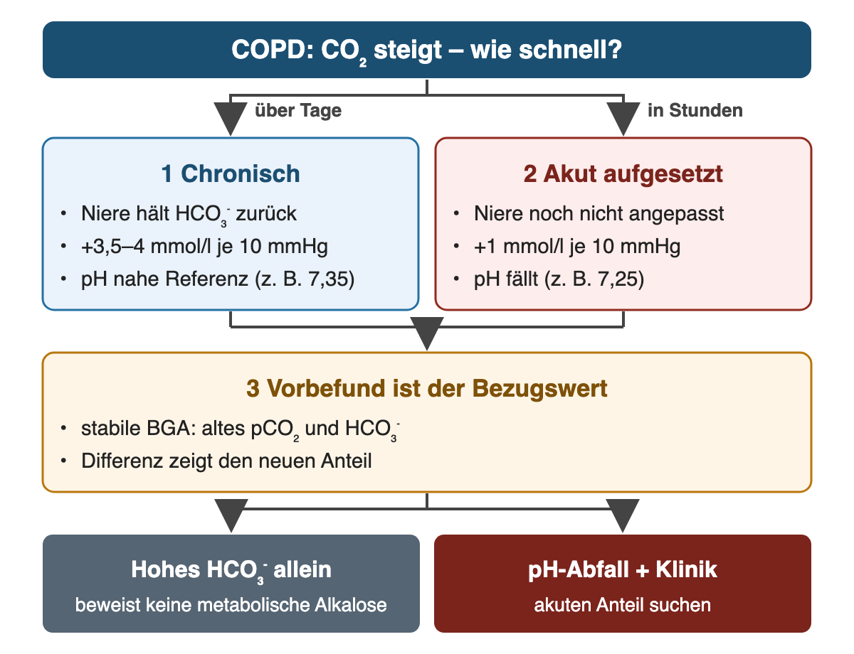 Oben: COPD, CO₂ steigt – wie schnell? Zwei Zweige: über Tage – 1 chronisch, Niere hält HCO₃⁻ zurück, plus 3,5–4 mmol/l je 10 mmHg, pH nahe Referenz (z. B. 7,35); in Stunden – 2 akut aufgesetzt, Niere noch nicht angepasst, plus 1 mmol/l je 10 mmHg, pH fällt (z. B. 7,25). 3 Vorbefund ist der Bezugswert: stabile BGA mit altem pCO₂ und HCO₃⁻, die Differenz zeigt den neuen Anteil. Ergebnis: hohes HCO₃⁻ allein beweist keine metabolische Alkalose; pH-Abfall mit Klinik – akuten Anteil suchen.
