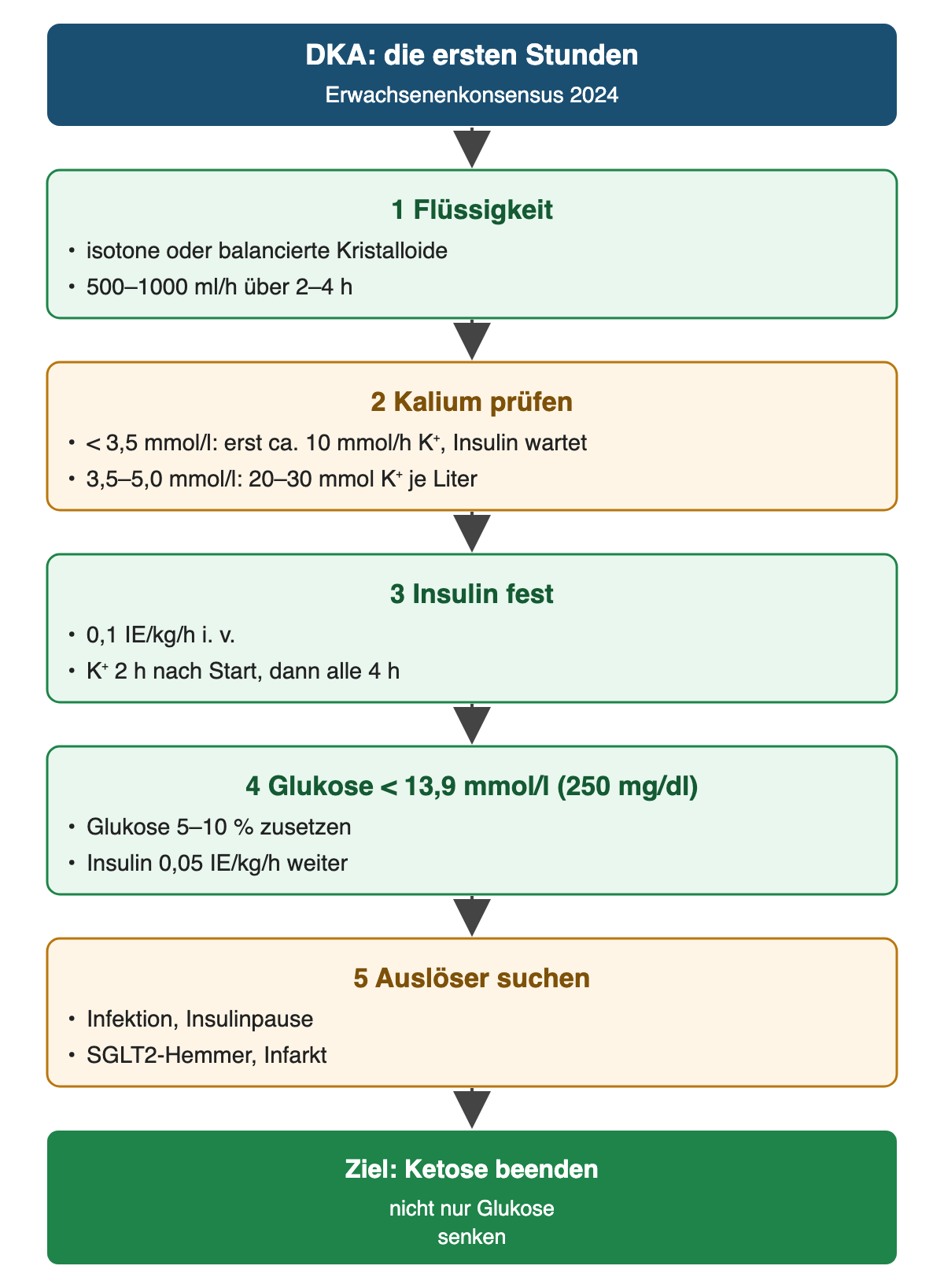 Von oben nach unten: DKA: die ersten Stunden: Erwachsenenkonsensus 2024; Flüssigkeit: isotone oder balancierte Kristalloide, 500–1000 ml/h über 2–4 h; Kalium prüfen: < 3,5 mmol/l: erst ca. 10 mmol/h K⁺, Insulin wartet, 3,5–5,0 mmol/l: 20–30 mmol K⁺ je Liter; Insulin fest: 0,1 IE/kg/h i. v., K⁺ 2 h nach Start, dann alle 4 h; Glukose < 13,9 mmol/l (250 mg/dl): Glukose 5–10 % zusetzen, Insulin 0,05 IE/kg/h weiter; Auslöser suchen: Infektion, Insulinpause, SGLT2-Hemmer, Infarkt; Ergebnis: Ziel: Ketose beenden – nicht nur Glukose senken.