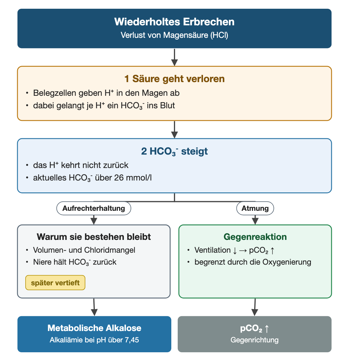 Von oben nach unten. Oben: Wiederholtes Erbrechen (Verlust von Magensäure (HCl)). 1 Säure geht verloren: Belegzellen geben H⁺ in den Magen ab, dabei gelangt je H⁺ ein HCO₃⁻ ins Blut. 2 HCO₃⁻ steigt: das H⁺ kehrt nicht zurück, aktuelles HCO₃⁻ über 26 mmol/l. Nebeneinander: Aufrechterhaltung → Warum sie bestehen bleibt: Volumen- und Chloridmangel, Niere hält HCO₃⁻ zurück (später vertieft) | Atmung → Gegenreaktion: Ventilation ↓ → pCO₂ ↑, begrenzt durch die Oxygenierung. Ergebnis: Metabolische Alkalose (Alkaliämie bei pH über 7,45) | pCO₂ ↑ (Gegenrichtung).