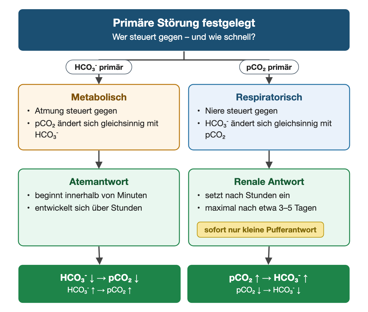 Von oben nach unten. Oben: Primäre Störung festgelegt (Wer steuert gegen – und wie schnell?). Nebeneinander: HCO₃⁻ primär → Metabolisch: Atmung steuert gegen, pCO₂ ändert sich gleichsinnig mit HCO₃⁻ | pCO₂ primär → Respiratorisch: Niere steuert gegen, HCO₃⁻ ändert sich gleichsinnig mit pCO₂. Nebeneinander: Atemantwort: beginnt innerhalb von Minuten, entwickelt sich über Stunden | Renale Antwort: setzt nach Stunden ein, maximal nach etwa 3–5 Tagen (sofort nur kleine Pufferantwort). Ergebnis: HCO₃⁻ ↓ → pCO₂ ↓ (HCO₃⁻ ↑ → pCO₂ ↑) | pCO₂ ↑ → HCO₃⁻ ↑ (pCO₂ ↓ → HCO₃⁻ ↓).