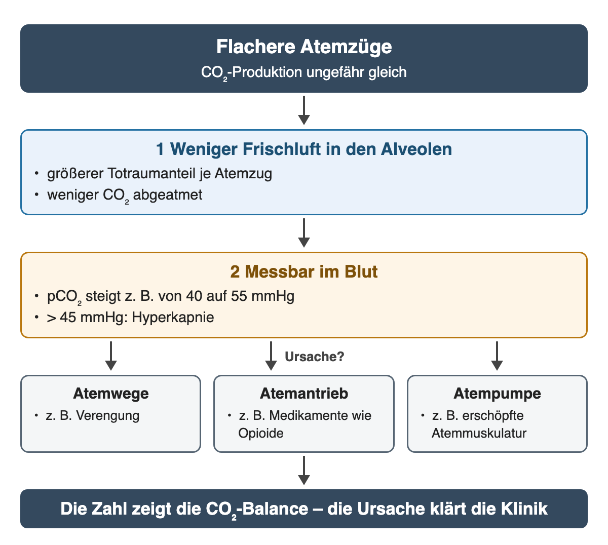 Flachere Atemzüge bei gleicher CO₂-Produktion: weniger Frischluft in den Alveolen, der pCO₂ steigt zum Beispiel von 40 auf 55 mmHg (über 45 mmHg Hyperkapnie). Mögliche, noch offene Ursachen: Atemwege, Atemantrieb, Atempumpe.
