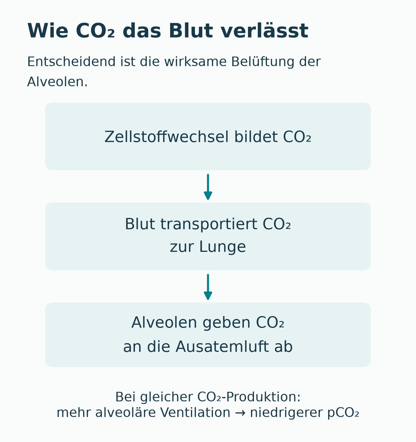 CO₂ entsteht im Zellstoffwechsel, wird mit dem Blut zur Lunge transportiert und über belüftete Alveolen abgeatmet.