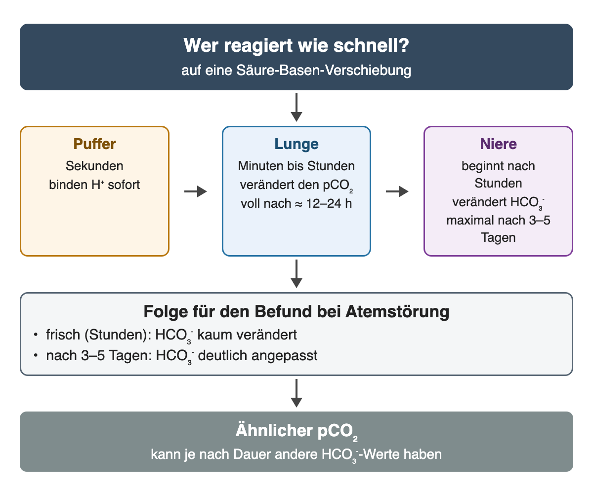 Zeitverlauf der Gegenregulation: Puffer in Sekunden, Lunge in Minuten bis Stunden (voll nach etwa 12–24 h), Niere beginnt nach Stunden und ist nach 3–5 Tagen maximal. Folge: Bei frischer Atemstörung ist HCO₃⁻ kaum verändert, nach 3–5 Tagen deutlich angepasst.