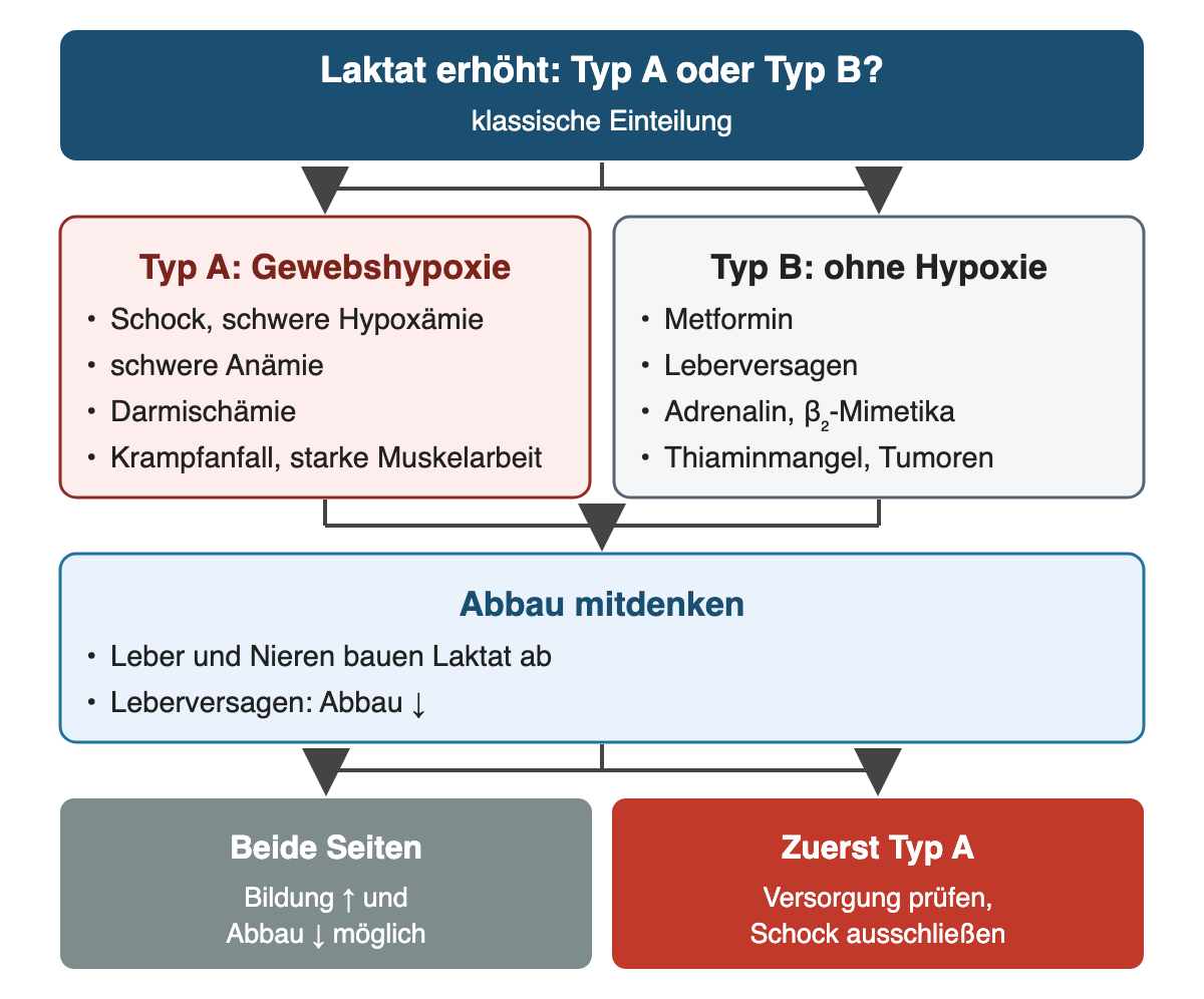 Von oben nach unten: Laktat erhöht: Typ A oder Typ B?: klassische Einteilung; Typ A: Gewebshypoxie: Schock, schwere Hypoxämie, schwere Anämie, Darmischämie, Krampfanfall, starke Muskelarbeit; Typ B: ohne Hypoxie: Metformin, Leberversagen, Adrenalin, β₂-Mimetika, Thiaminmangel, Tumoren; Abbau mitdenken: Leber und Nieren bauen Laktat ab, Leberversagen: Abbau ↓; Ergebnis: Beide Seiten – Bildung ↑ und Abbau ↓ möglich; Zuerst Typ A – Versorgung prüfen, Schock ausschließen.