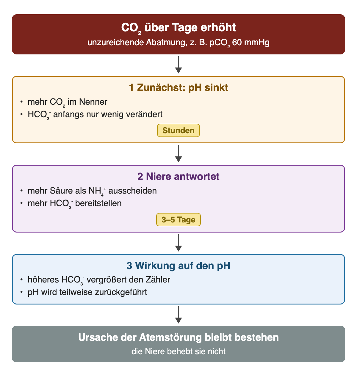 CO₂ über Tage erhöht, zum Beispiel pCO₂ 60 mmHg: 1 zunächst sinkt der pH, HCO₃⁻ ist kaum verändert; 2 über 3–5 Tage scheidet die Niere mehr Säure als NH₄⁺ aus und stellt mehr HCO₃⁻ bereit; 3 der pH wird teilweise zurückgeführt. Die Ursache der Atemstörung bleibt.