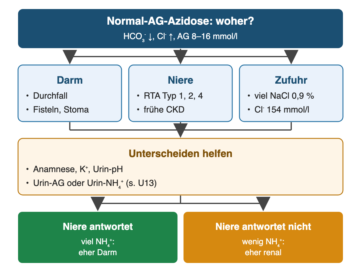 Von oben nach unten: Normal-AG-Azidose: woher?: HCO₃⁻ ↓, Cl⁻ ↑, AG 8–16 mmol/l; Darm: Durchfall, Fisteln, Stoma; Niere: RTA Typ 1, 2, 4, frühe CKD; Zufuhr: viel NaCl 0,9 %, Cl⁻ 154 mmol/l; Unterscheiden helfen: Anamnese, K⁺, Urin-pH, Urin-AG oder Urin-NH₄⁺ (s. U13); Ergebnis: Niere antwortet – viel NH₄⁺: eher Darm; Niere antwortet nicht – wenig NH₄⁺: eher renal.
