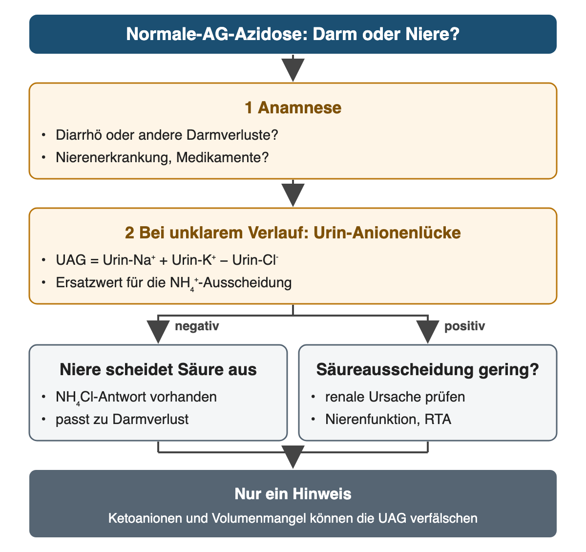 Oben: Normale-AG-Azidose, Darm oder Niere? 1 Anamnese: Diarrhö oder andere Darmverluste, Nierenerkrankung, Medikamente. 2 Bei unklarem Verlauf Urin-Anionenlücke: UAG = Urin-Na⁺ + Urin-K⁺ − Urin-Cl⁻, Ersatzwert für die NH₄⁺-Ausscheidung. Zwei Zweige: negativ – Niere scheidet Säure aus, NH₄Cl-Antwort vorhanden, passt zu Darmverlust; positiv – Säureausscheidung gering, renale Ursache prüfen (Nierenfunktion, RTA). Ergebnis: nur ein Hinweis; Ketoanionen und Volumenmangel können die UAG verfälschen.