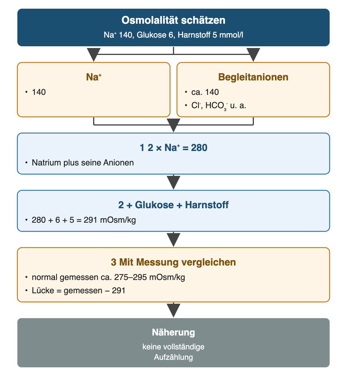 Von oben nach unten: Osmolalität schätzen: Na⁺ 140, Glukose 6, Harnstoff 5 mmol/l; Na⁺: 140; Begleitanionen: ca. 140, Cl⁻, HCO₃⁻ u. a.; 2 × Na⁺ = 280: Natrium plus seine Anionen; + Glukose + Harnstoff: 280 + 6 + 5 = 291 mOsm/kg; Mit Messung vergleichen: normal gemessen ca. 275–295 mOsm/kg, Lücke = gemessen − 291; Ergebnis: Näherung – keine vollständige Aufzählung.