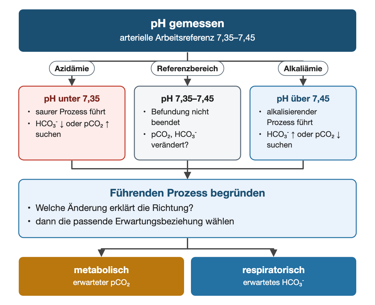 Von oben nach unten. Oben: pH gemessen (arterielle Arbeitsreferenz 7,35–7,45). Nebeneinander: Azidämie → pH unter 7,35: saurer Prozess führt, HCO₃⁻ ↓ oder pCO₂ ↑ suchen | Referenzbereich → pH 7,35–7,45: Befundung nicht beendet, pCO₂, HCO₃⁻ verändert? | Alkaliämie → pH über 7,45: alkalisierender Prozess führt, HCO₃⁻ ↑ oder pCO₂ ↓ suchen. Führenden Prozess begründen: Welche Änderung erklärt die Richtung?, dann die passende Erwartungsbeziehung wählen. Ergebnis: metabolisch (erwarteter pCO₂) | respiratorisch (erwartetes HCO₃⁻).