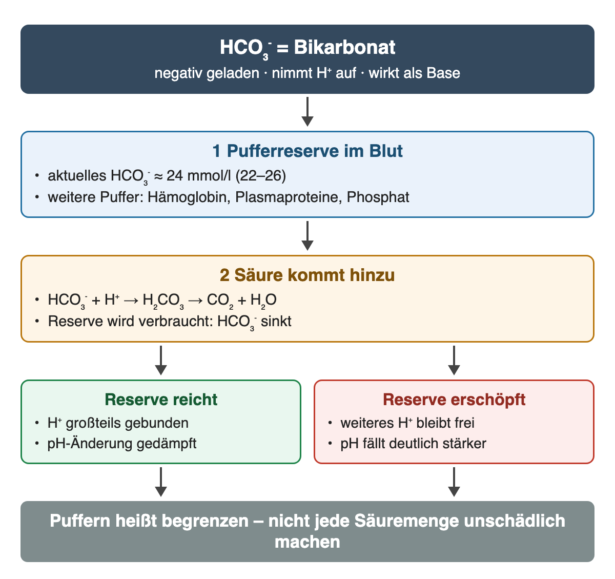HCO₃⁻ als Base: 1 Pufferreserve, aktuelles HCO₃⁻ etwa 24 mmol/l, weitere Puffer Hämoglobin, Plasmaproteine und Phosphat; 2 Säure kommt hinzu, HCO₃⁻ und H⁺ werden zu CO₂ und Wasser, HCO₃⁻ sinkt. Reserve reicht: pH-Änderung gedämpft; Reserve erschöpft: pH fällt stärker.