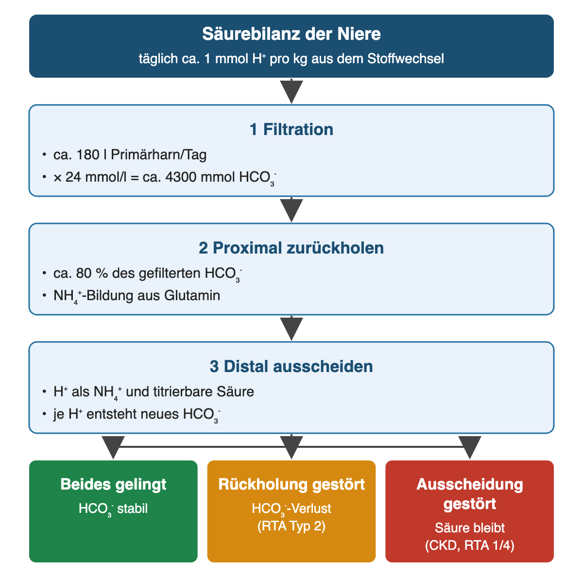 Von oben nach unten: Säurebilanz der Niere: täglich ca. 1 mmol H⁺ pro kg aus dem Stoffwechsel; Filtration: ca. 180 l Primärharn/Tag, × 24 mmol/l = ca. 4300 mmol HCO₃⁻; Proximal zurückholen: ca. 80 % des gefilterten HCO₃⁻, NH₄⁺-Bildung aus Glutamin; Distal ausscheiden: H⁺ als NH₄⁺ und titrierbare Säure, je H⁺ entsteht neues HCO₃⁻; Ergebnis: Beides gelingt – HCO₃⁻ stabil; Rückholung gestört – HCO₃⁻-Verlust (RTA Typ 2); Ausscheidung gestört – Säure bleibt (CKD, RTA 1/4).