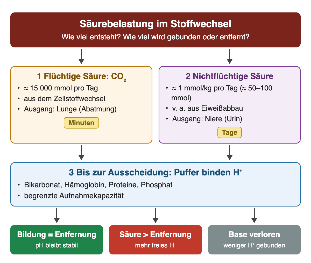 Säurebelastung: links flüchtige Säure CO₂, etwa 15 000 mmol pro Tag, über die Lunge in Minuten abgeatmet; rechts nichtflüchtige Säure, etwa 1 mmol/kg pro Tag, über die Niere in Tagen ausgeschieden. Bis dahin binden Puffer H⁺. Unten drei Ergebnisse: Bildung gleich Entfernung, Säure überwiegt, Base verloren.
