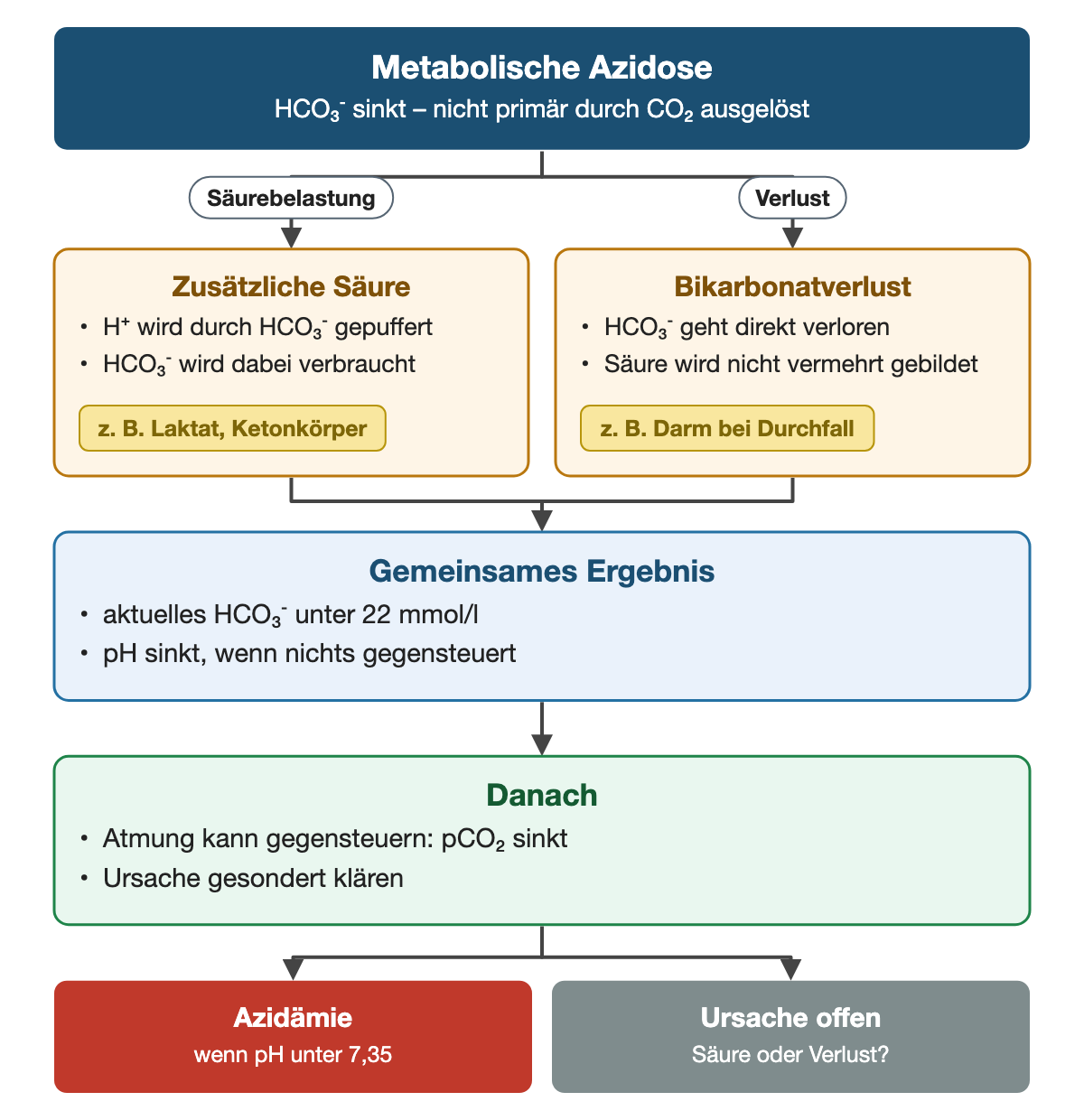 Von oben nach unten. Oben: Metabolische Azidose (HCO₃⁻ sinkt – nicht primär durch CO₂ ausgelöst). Nebeneinander: Säurebelastung → Zusätzliche Säure: H⁺ wird durch HCO₃⁻ gepuffert, HCO₃⁻ wird dabei verbraucht (z. B. Laktat, Ketonkörper) | Verlust → Bikarbonatverlust: HCO₃⁻ geht direkt verloren, Säure wird nicht vermehrt gebildet (z. B. Darm bei Durchfall). Gemeinsames Ergebnis: aktuelles HCO₃⁻ unter 22 mmol/l, pH sinkt, wenn nichts gegensteuert. Danach: Atmung kann gegensteuern: pCO₂ sinkt, Ursache gesondert klären. Ergebnis: Azidämie (wenn pH unter 7,35) | Ursache offen (Säure oder Verlust?).