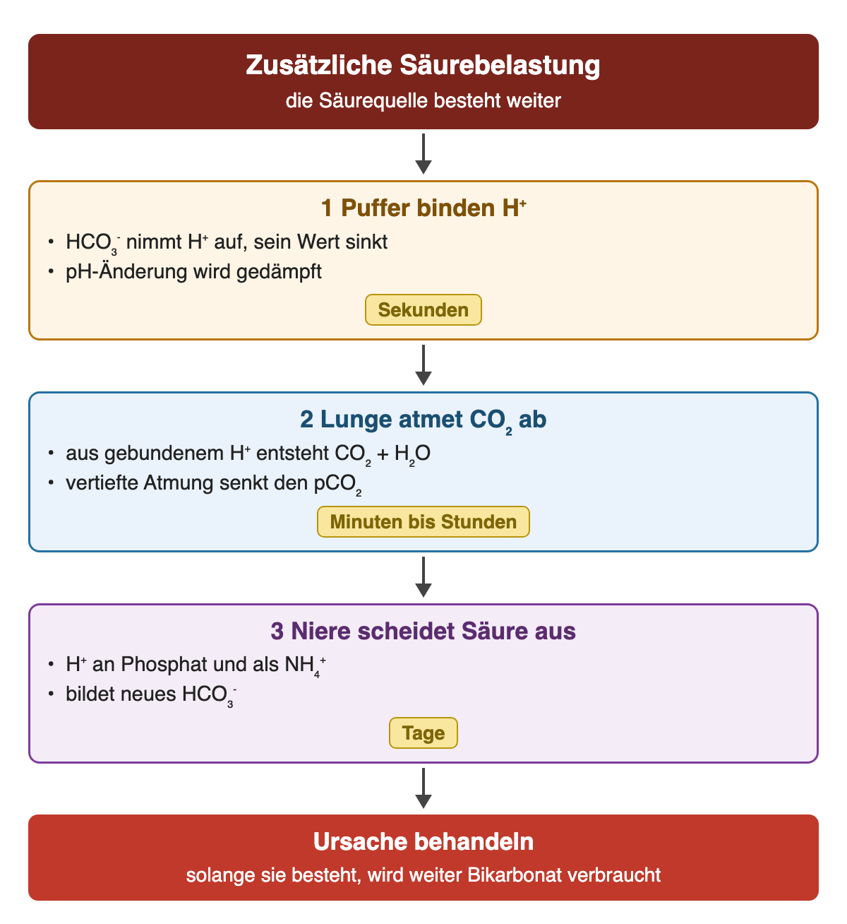 Zusätzliche Säurebelastung: 1 Puffer binden H⁺ in Sekunden, 2 die Lunge atmet CO₂ in Minuten bis Stunden ab, 3 die Niere scheidet über Tage Säure aus und bildet neues HCO₃⁻. Ergebnis: Ursache behandeln, sonst wird weiter Bikarbonat verbraucht.