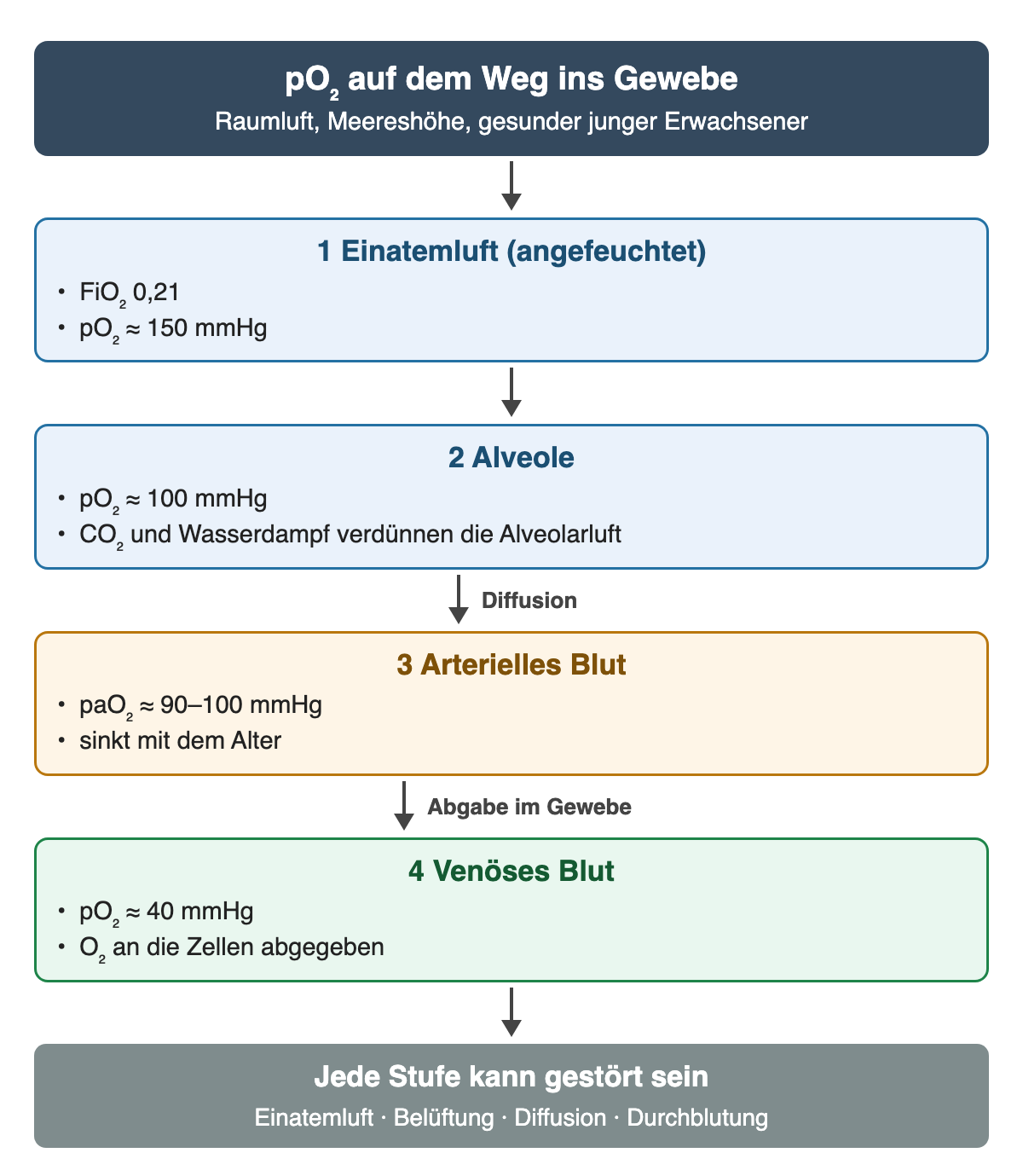 Sauerstoffkaskade unter Raumluft: angefeuchtete Einatemluft etwa 150 mmHg, Alveole etwa 100 mmHg, arterielles Blut etwa 90–100 mmHg, venöses Blut etwa 40 mmHg. Jede Stufe kann gestört sein.