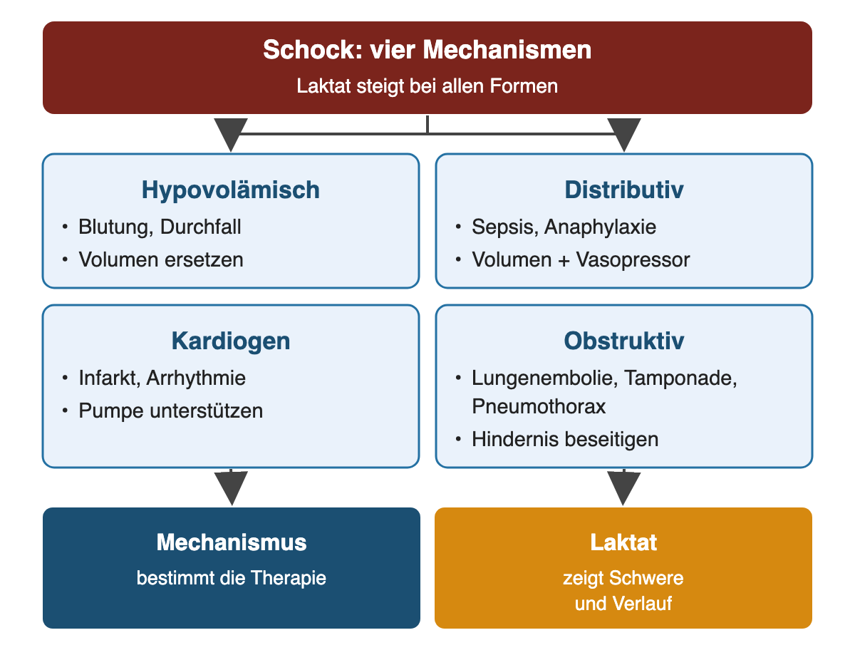 Von oben nach unten: Schock: vier Mechanismen: Laktat steigt bei allen Formen; Hypovolämisch: Blutung, Durchfall, Volumen ersetzen; Distributiv: Sepsis, Anaphylaxie, Volumen + Vasopressor; Kardiogen: Infarkt, Arrhythmie, Pumpe unterstützen; Obstruktiv: Lungenembolie, Tamponade, Pneumothorax, Hindernis beseitigen; Ergebnis: Mechanismus – bestimmt die Therapie; Laktat – zeigt Schwere und Verlauf.