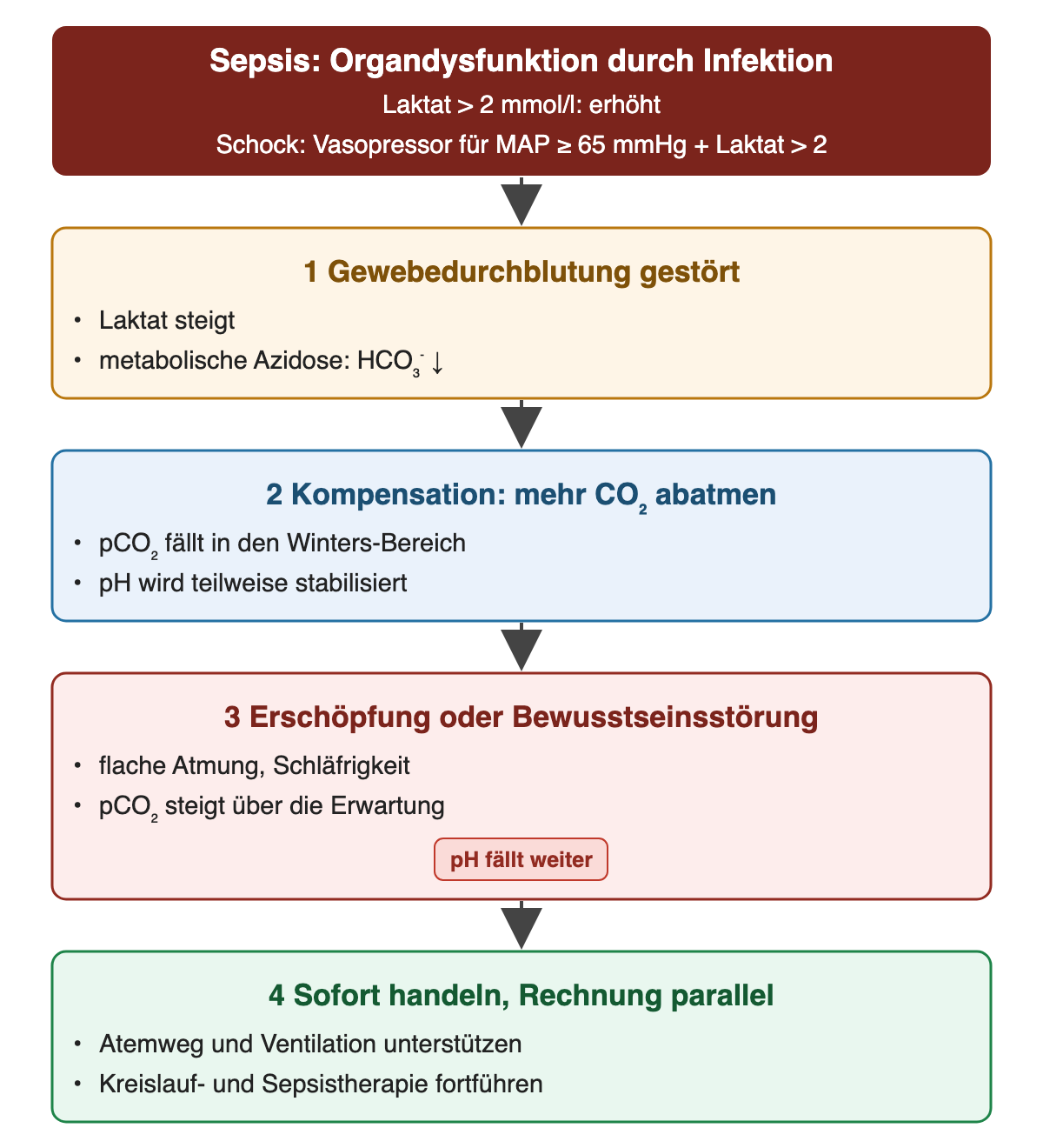 Oben: Sepsis als Organdysfunktion durch Infektion; Laktat über 2 mmol/l ist erhöht; septischer Schock bei Vasopressorbedarf für MAP ≥ 65 mmHg und Laktat über 2 mmol/l. 1 Gewebedurchblutung gestört: Laktat steigt, metabolische Azidose mit sinkendem HCO₃⁻. 2 Kompensation: mehr CO₂ abatmen, pCO₂ fällt in den Winters-Bereich. 3 Erschöpfung oder Bewusstseinsstörung: flache Atmung, Schläfrigkeit, pCO₂ steigt über die Erwartung, Etikett pH fällt weiter. 4 Sofort handeln, Rechnung parallel: Atemweg und Ventilation unterstützen, Kreislauf- und Sepsistherapie fortführen.