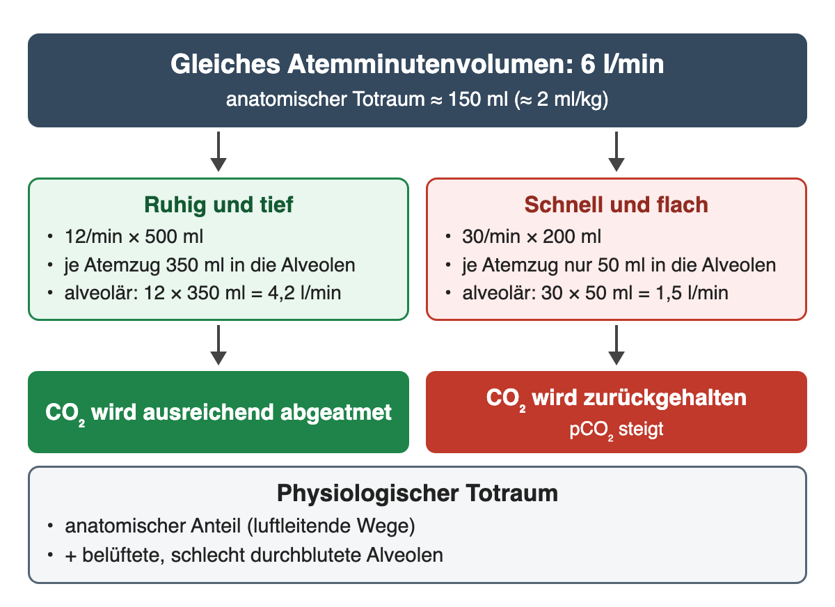 Gleiches Atemminutenvolumen 6 l/min bei einem anatomischen Totraum von etwa 150 ml: ruhig und tief, 12 × 500 ml, ergibt 4,2 l/min alveoläre Ventilation, CO₂ wird ausreichend abgeatmet; schnell und flach, 30 × 200 ml, ergibt nur 1,5 l/min, CO₂ wird zurückgehalten. Darunter: physiologischer Totraum.