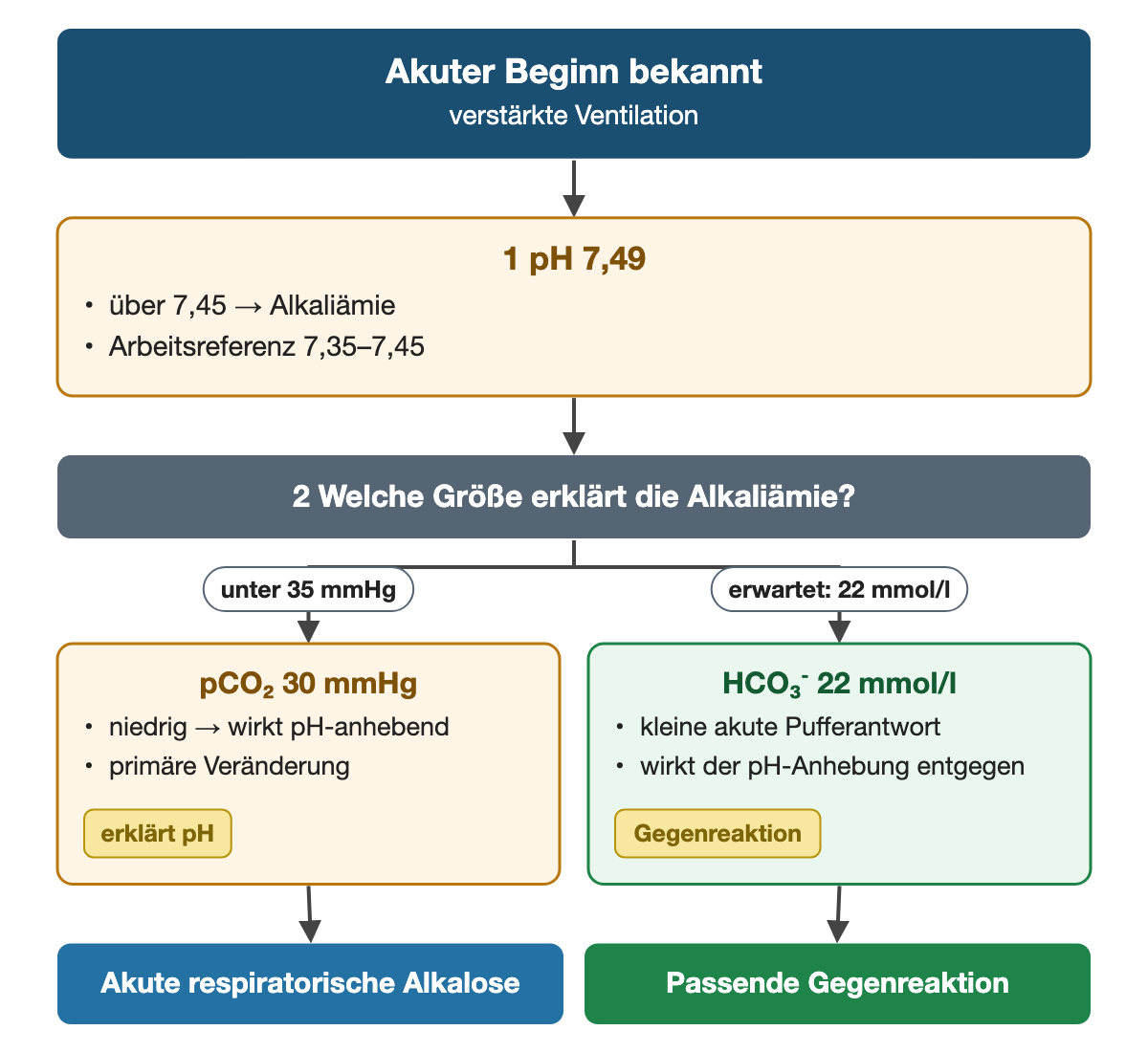 Von oben nach unten. Oben: Akuter Beginn bekannt (verstärkte Ventilation). 1 pH 7,49: über 7,45 → Alkaliämie, Arbeitsreferenz 7,35–7,45. 2 Welche Größe erklärt die Alkaliämie?. Nebeneinander: unter 35 mmHg → pCO₂ 30 mmHg: niedrig → wirkt pH-anhebend, primäre Veränderung (erklärt pH) | erwartet: 22 mmol/l → HCO₃⁻ 22 mmol/l: kleine akute Pufferantwort, wirkt der pH-Anhebung entgegen (Gegenreaktion). Ergebnis: Akute respiratorische Alkalose | Passende Gegenreaktion.