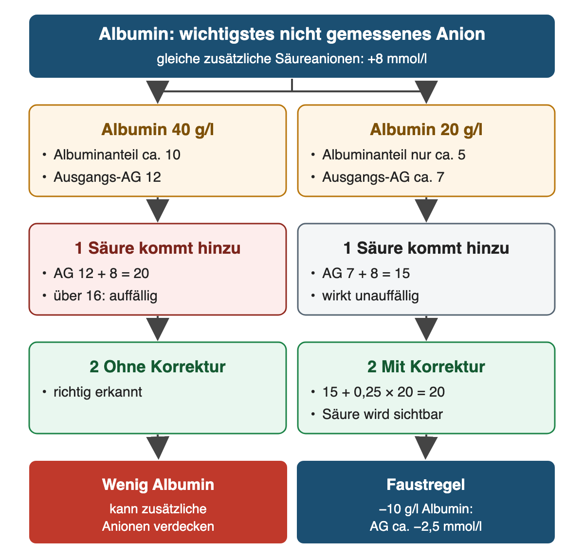 Von oben nach unten: Albumin: wichtigstes nicht gemessenes Anion: gleiche zusätzliche Säureanionen: +8 mmol/l; Albumin 40 g/l: Albuminanteil ca. 10, Ausgangs-AG 12; Albumin 20 g/l: Albuminanteil nur ca. 5, Ausgangs-AG ca. 7; 1 Säure kommt hinzu: AG 12 + 8 = 20, über 16: auffällig; 1 Säure kommt hinzu: AG 7 + 8 = 15, wirkt unauffällig; 2 Ohne Korrektur: richtig erkannt; 2 Mit Korrektur: 15 + 0,25 × 20 = 20, Säure wird sichtbar; Ergebnis: Wenig Albumin – kann zusätzliche Anionen verdecken; Faustregel – −10 g/l Albumin: AG ca. −2,5 mmol/l.