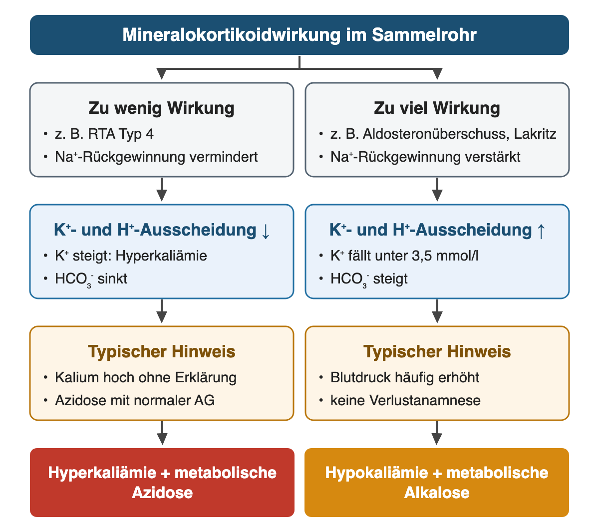 Von oben nach unten: Mineralokortikoidwirkung im Sammelrohr. Zu wenig Wirkung: z. B. RTA Typ 4; Na⁺-Rückgewinnung vermindert. Zu viel Wirkung: z. B. Aldosteronüberschuss, Lakritz; Na⁺-Rückgewinnung verstärkt. K⁺- und H⁺-Ausscheidung ↓: K⁺ steigt: Hyperkaliämie; HCO₃⁻ sinkt. K⁺- und H⁺-Ausscheidung ↑: K⁺ fällt unter 3,5 mmol/l; HCO₃⁻ steigt. Typischer Hinweis: Kalium hoch ohne Erklärung; Azidose mit normaler AG. Typischer Hinweis: Blutdruck häufig erhöht; keine Verlustanamnese. Ergebnis: Hyperkaliämie + metabolische Azidose | Hypokaliämie + metabolische Alkalose.
