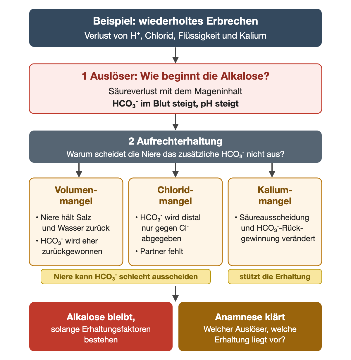 Ablaufschema am Beispiel wiederholtes Erbrechen mit Verlust von H⁺, Chlorid, Flüssigkeit und Kalium. 1 Auslöser: Säureverlust mit dem Mageninhalt, HCO₃⁻ und pH steigen. 2 Aufrechterhaltung: Volumenmangel – die Niere hält Salz und Wasser zurück und gewinnt HCO₃⁻ eher zurück; Chloridmangel – HCO₃⁻ wird distal nur gegen Cl⁻ abgegeben, der Partner fehlt; beide erschweren die HCO₃⁻-Ausscheidung. Kaliummangel verändert Säureausscheidung und HCO₃⁻-Rückgewinnung und stützt die Erhaltung. Ergebnis: Die Alkalose bleibt, solange Erhaltungsfaktoren bestehen; die Anamnese klärt Auslöser und Erhaltung.
