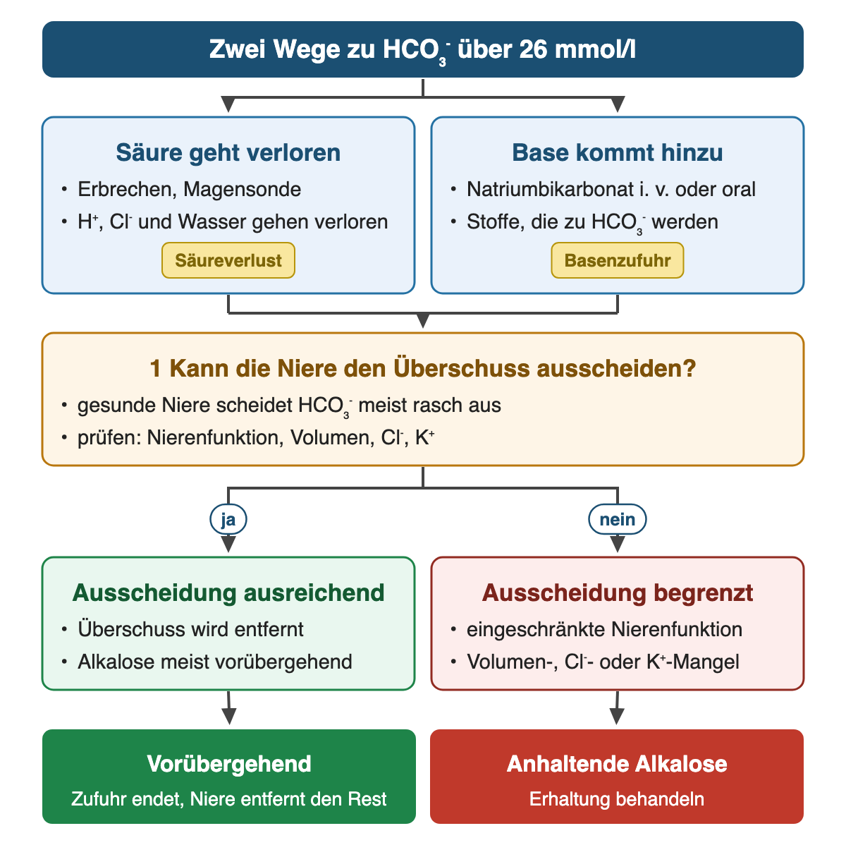Von oben nach unten: Zwei Wege zu HCO₃⁻ über 26 mmol/l. Säure geht verloren: Erbrechen, Magensonde; H⁺, Cl⁻ und Wasser gehen verloren (Säureverlust). Base kommt hinzu: Natriumbikarbonat i. v. oder oral; Stoffe, die zu HCO₃⁻ werden (Basenzufuhr). 1 Kann die Niere den Überschuss ausscheiden?: gesunde Niere scheidet HCO₃⁻ meist rasch aus; prüfen: Nierenfunktion, Volumen, Cl⁻, K⁺. Wenn ja: Ausscheidung ausreichend: Überschuss wird entfernt; Alkalose meist vorübergehend. Wenn nein: Ausscheidung begrenzt: eingeschränkte Nierenfunktion; Volumen-, Cl⁻- oder K⁺-Mangel. Ergebnis: Vorübergehend – Zufuhr endet, Niere entfernt den Rest | Anhaltende Alkalose – Erhaltung behandeln.