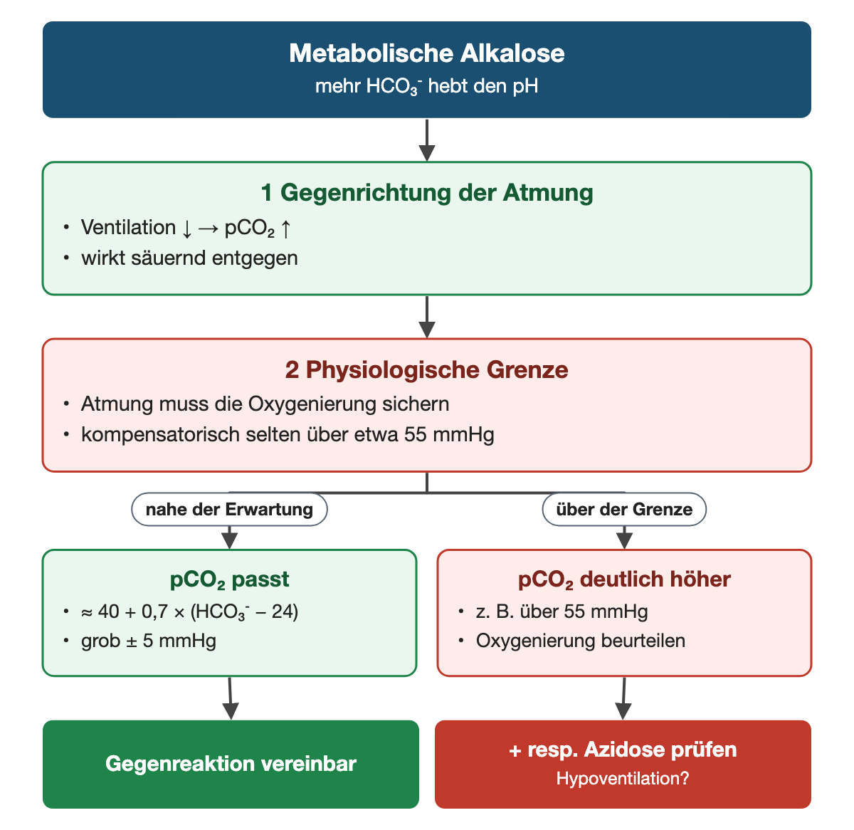 Von oben nach unten. Oben: Metabolische Alkalose (mehr HCO₃⁻ hebt den pH). 1 Gegenrichtung der Atmung: Ventilation ↓ → pCO₂ ↑, wirkt säuernd entgegen. 2 Physiologische Grenze: Atmung muss die Oxygenierung sichern, kompensatorisch selten über etwa 55 mmHg. Nebeneinander: nahe der Erwartung → pCO₂ passt: ≈ 40 + 0,7 × (HCO₃⁻ − 24), grob ± 5 mmHg | über der Grenze → pCO₂ deutlich höher: z. B. über 55 mmHg, Oxygenierung beurteilen. Ergebnis: Gegenreaktion vereinbar | + resp. Azidose prüfen (Hypoventilation?).