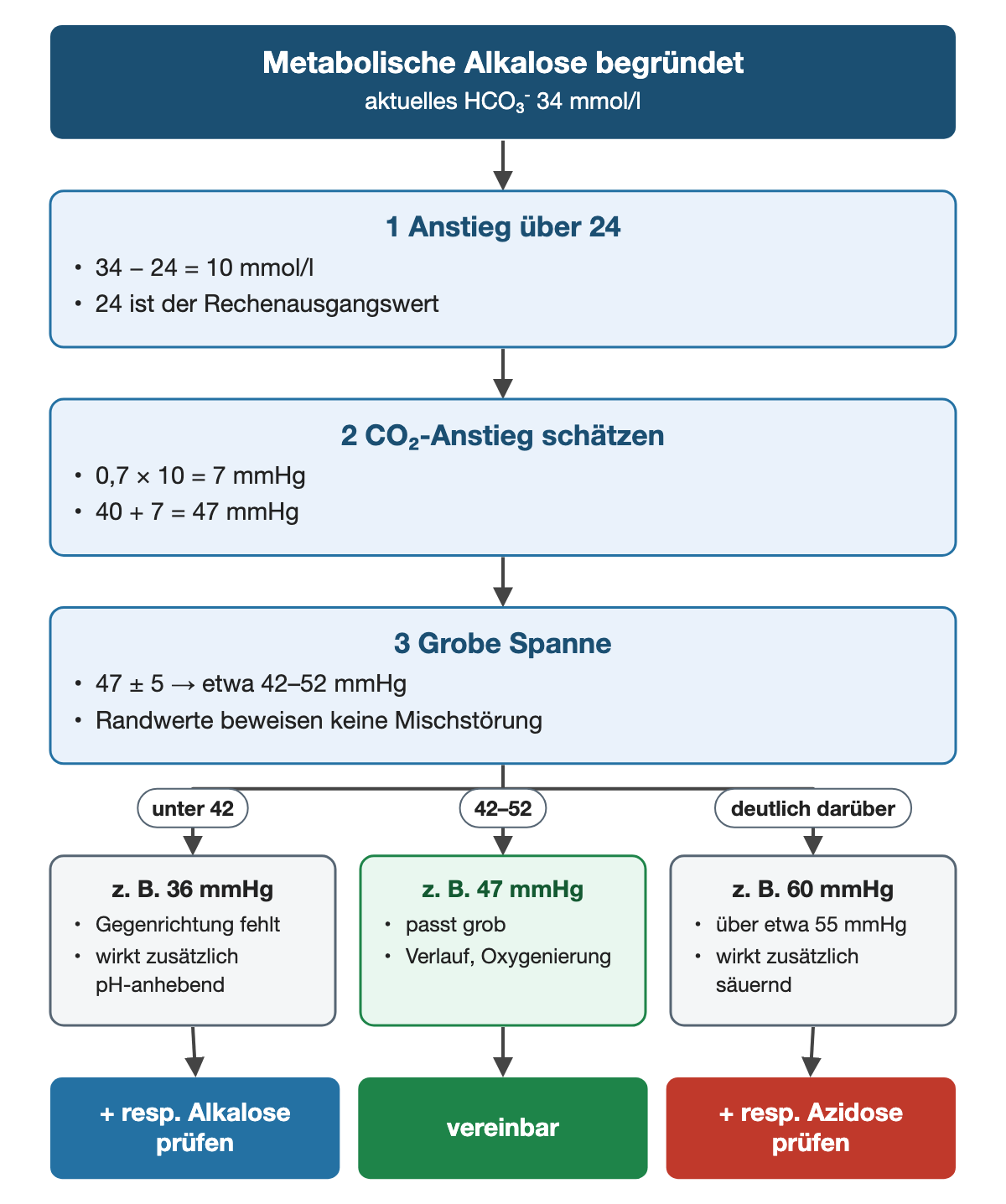 Von oben nach unten. Oben: Metabolische Alkalose begründet (aktuelles HCO₃⁻ 34 mmol/l). 1 Anstieg über 24: 34 − 24 = 10 mmol/l, 24 ist der Rechenausgangswert. 2 CO₂-Anstieg schätzen: 0,7 × 10 = 7 mmHg, 40 + 7 = 47 mmHg. 3 Grobe Spanne: 47 ± 5 → etwa 42–52 mmHg, Randwerte beweisen keine Mischstörung. Nebeneinander: unter 42 → z. B. 36 mmHg: Gegenrichtung fehlt, wirkt zusätzlich pH-anhebend | 42–52 → z. B. 47 mmHg: passt grob, Verlauf, Oxygenierung | deutlich darüber → z. B. 60 mmHg: über etwa 55 mmHg, wirkt zusätzlich säuernd. Ergebnis: + resp. Alkalose prüfen | vereinbar | + resp. Azidose prüfen.