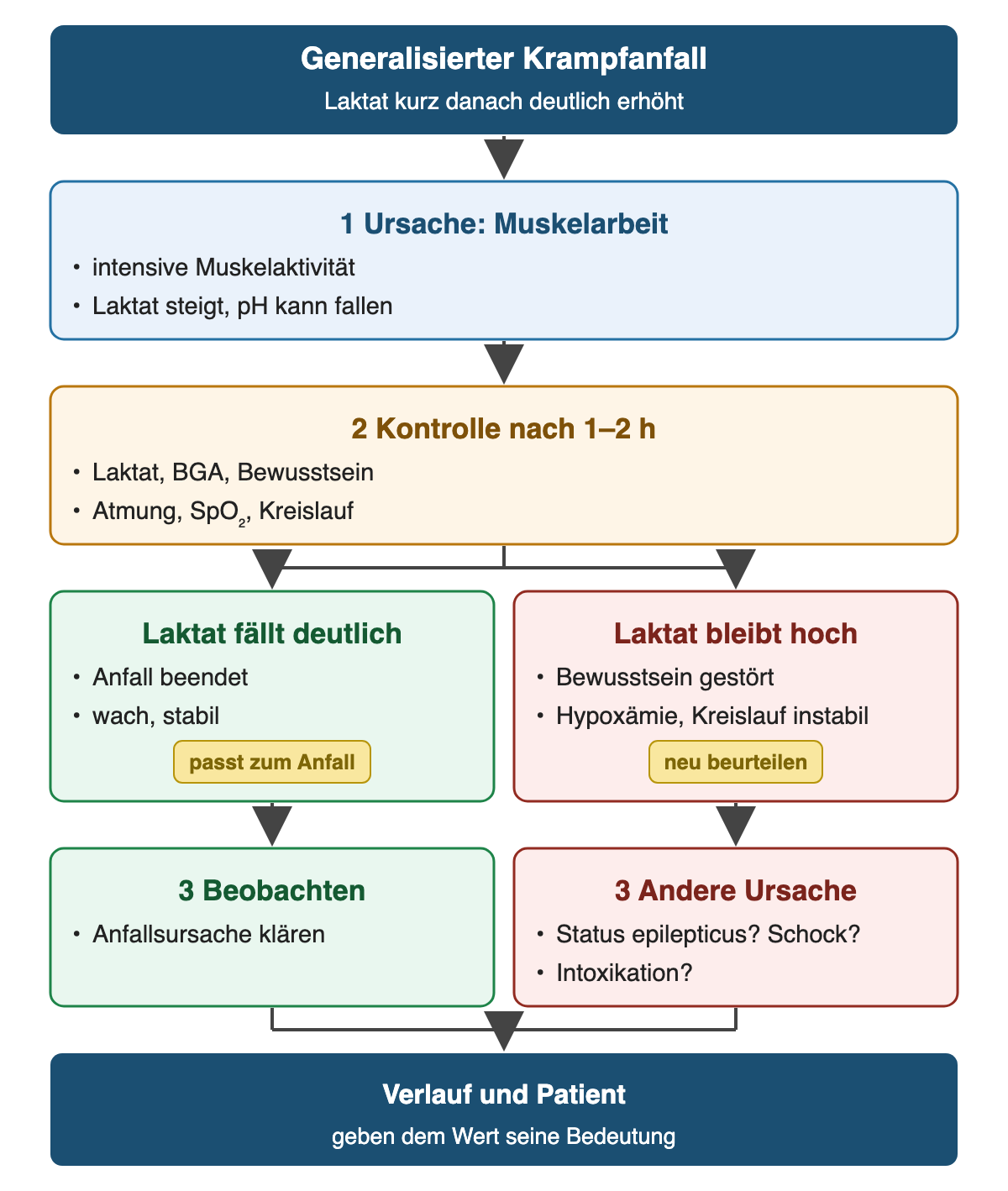 Von oben nach unten: Generalisierter Krampfanfall: Laktat kurz danach deutlich erhöht; Ursache: Muskelarbeit: intensive Muskelaktivität, Laktat steigt, pH kann fallen; Kontrolle nach 1–2 h: Laktat, BGA, Bewusstsein, Atmung, SpO₂, Kreislauf; Laktat fällt deutlich: Anfall beendet, wach, stabil; Laktat bleibt hoch: Bewusstsein gestört, Hypoxämie, Kreislauf instabil; 3 Beobachten: Anfallsursache klären; 3 Andere Ursache: Status epilepticus? Schock?, Intoxikation?; Ergebnis: Verlauf und Patient – geben dem Wert seine Bedeutung.