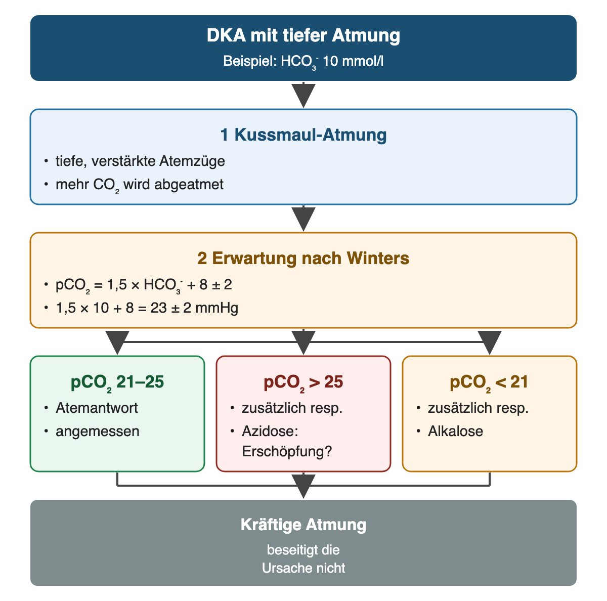 Von oben nach unten: DKA mit tiefer Atmung: Beispiel: HCO₃⁻ 10 mmol/l; Kussmaul-Atmung: tiefe, verstärkte Atemzüge, mehr CO₂ wird abgeatmet; Erwartung nach Winters: pCO₂ = 1,5 × HCO₃⁻ + 8 ± 2, 1,5 × 10 + 8 = 23 ± 2 mmHg; pCO₂ 21–25: Atemantwort, angemessen; pCO₂ > 25: zusätzlich resp., Azidose: Erschöpfung?; pCO₂ < 21: zusätzlich resp., Alkalose; Ergebnis: Kräftige Atmung – beseitigt die Ursache nicht.