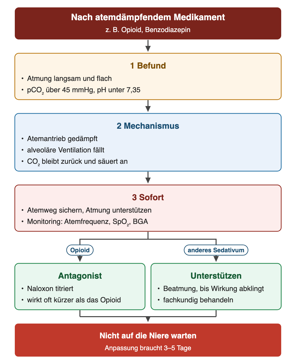 Von oben nach unten: Nach atemdämpfendem Medikament (z. B. Opioid, Benzodiazepin). 1 Befund: Atmung langsam und flach; pCO₂ über 45 mmHg, pH unter 7,35. 2 Mechanismus: Atemantrieb gedämpft; alveoläre Ventilation fällt; CO₂ bleibt zurück und säuert an. 3 Sofort: Atemweg sichern, Atmung unterstützen; Monitoring: Atemfrequenz, SpO₂, BGA. Wenn Opioid: Antagonist: Naloxon titriert; wirkt oft kürzer als das Opioid. Wenn anderes Sedativum: Unterstützen: Beatmung, bis Wirkung abklingt; fachkundig behandeln. Ergebnis: Nicht auf die Niere warten – Anpassung braucht 3–5 Tage.