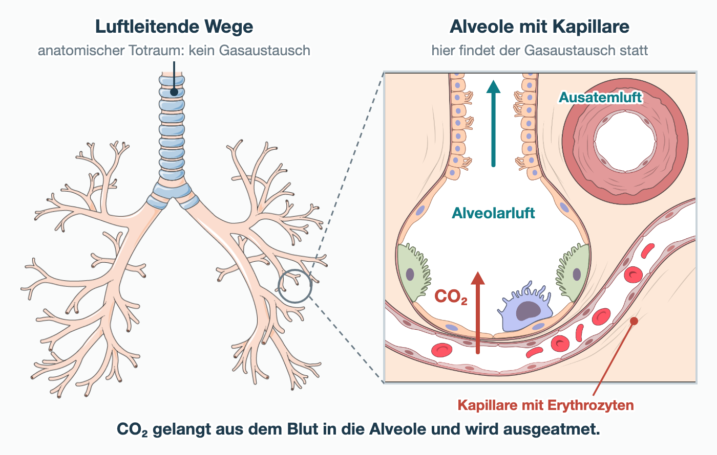 Links ein Bronchialbaum mit Luftröhre und Bronchien, beschriftet als luftleitende Wege und anatomischer Totraum ohne Gasaustausch. Rechts eine vergrößerte Alveole mit angrenzender Kapillare: Ein roter Pfeil zeigt CO₂ aus dem Blut in die Alveolarluft, ein Pfeil nach oben die Ausatemluft.