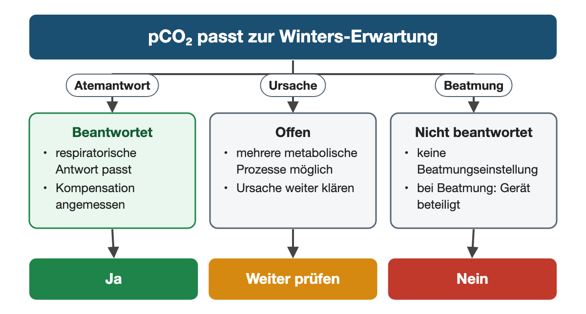 Von oben nach unten. Oben: pCO₂ passt zur Winters-Erwartung. Nebeneinander: Atemantwort → Beantwortet: respiratorische Antwort passt, Kompensation angemessen | Ursache → Offen: mehrere metabolische Prozesse möglich, Ursache weiter klären | Beatmung → Nicht beantwortet: keine Beatmungseinstellung, bei Beatmung: Gerät beteiligt. Ergebnis: Ja | Weiter prüfen | Nein.