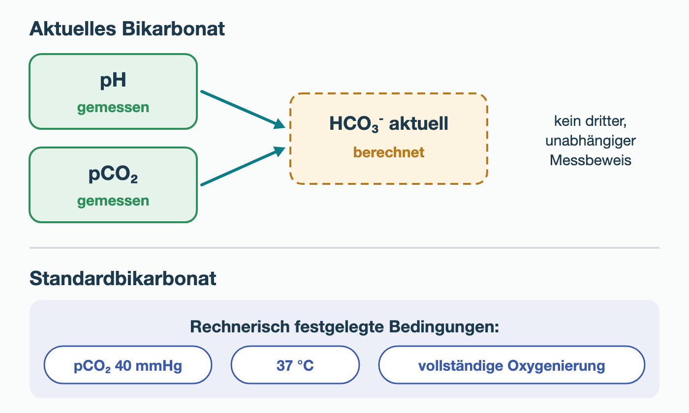 Oben: Gemessener pH und gemessener pCO₂ führen zum berechneten aktuellen HCO₃⁻, das kein dritter, unabhängiger Messbeweis ist. Unten: Standardbikarbonat unter rechnerisch festgelegten Bedingungen – pCO₂ 40 mmHg, 37 °C und vollständige Oxygenierung.