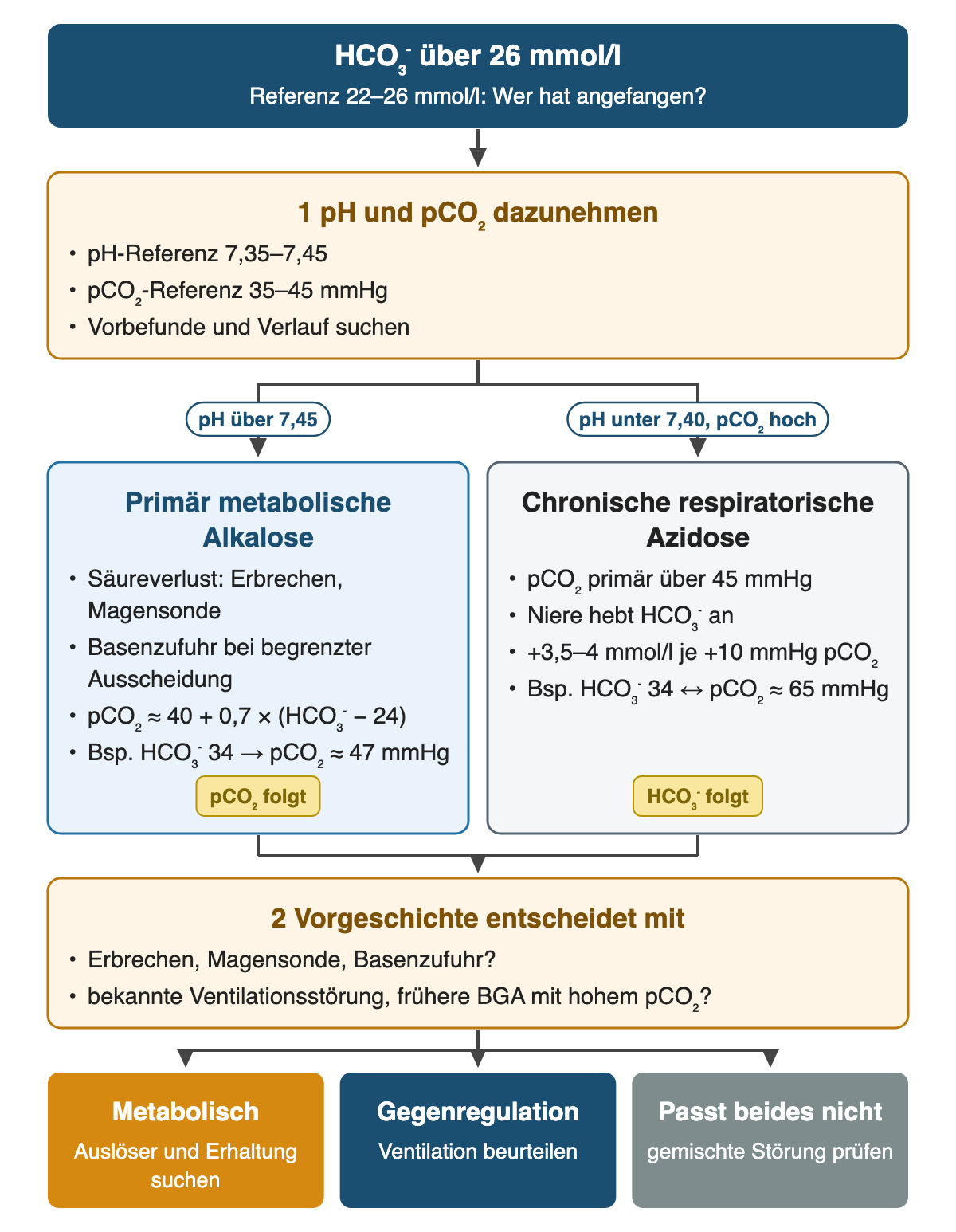 Von oben nach unten: HCO₃⁻ über 26 mmol/l (Referenz 22–26 mmol/l: Wer hat angefangen?). 1 pH und pCO₂ dazunehmen: pH-Referenz 7,35–7,45; pCO₂-Referenz 35–45 mmHg; Vorbefunde und Verlauf suchen. Wenn pH über 7,45: Primär metabolische Alkalose: Säureverlust: Erbrechen, Magensonde; Basenzufuhr bei begrenzter Ausscheidung; pCO₂ ≈ 40 + 0,7 × (HCO₃⁻ − 24); Bsp. HCO₃⁻ 34 → pCO₂ ≈ 47 mmHg (pCO₂ folgt). Wenn pH unter 7,40, pCO₂ hoch: Chronische respiratorische Azidose: pCO₂ primär über 45 mmHg; Niere hebt HCO₃⁻ an; +3,5–4 mmol/l je +10 mmHg pCO₂; Bsp. HCO₃⁻ 34 ↔ pCO₂ ≈ 65 mmHg (HCO₃⁻ folgt). 2 Vorgeschichte entscheidet mit: Erbrechen, Magensonde, Basenzufuhr?; bekannte Ventilationsstörung, frühere BGA mit hohem pCO₂?. Ergebnis: Metabolisch – Auslöser und Erhaltung suchen | Gegenregulation – Ventilation beurteilen | Passt beides nicht – gemischte Störung prüfen.