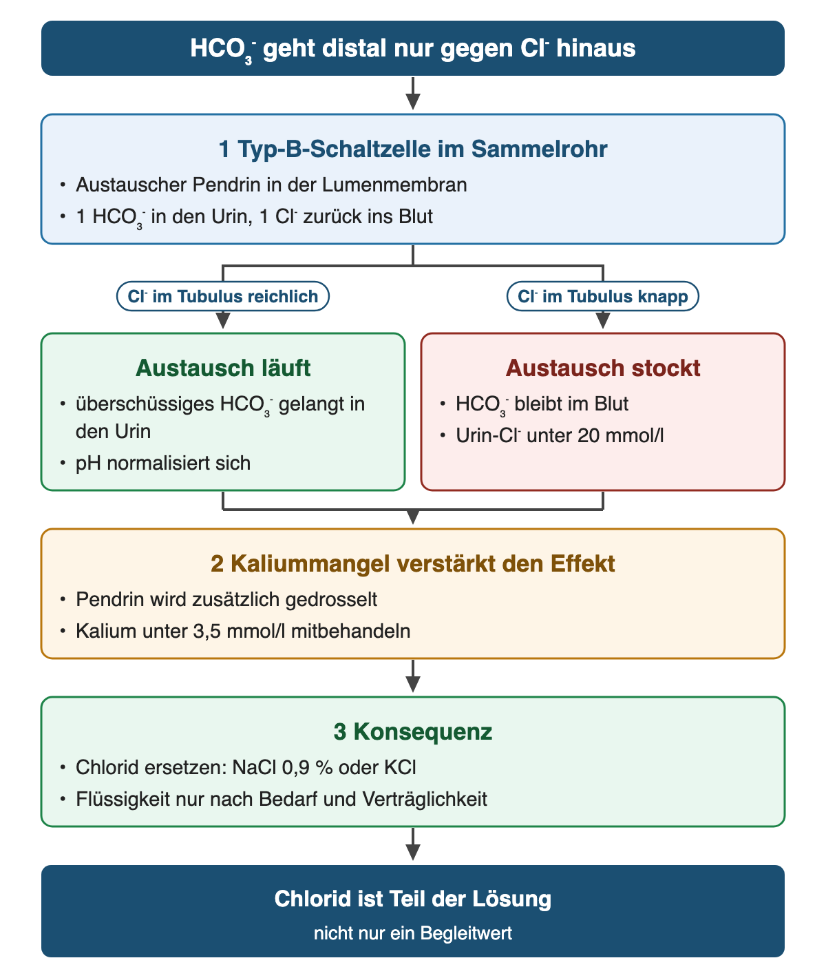 Von oben nach unten: HCO₃⁻ geht distal nur gegen Cl⁻ hinaus. 1 Typ-B-Schaltzelle im Sammelrohr: Austauscher Pendrin in der Lumenmembran; 1 HCO₃⁻ in den Urin, 1 Cl⁻ zurück ins Blut. Wenn Cl⁻ im Tubulus reichlich: Austausch läuft: überschüssiges HCO₃⁻ gelangt in den Urin; pH normalisiert sich. Wenn Cl⁻ im Tubulus knapp: Austausch stockt: HCO₃⁻ bleibt im Blut; Urin-Cl⁻ unter 20 mmol/l. 2 Kaliummangel verstärkt den Effekt: Pendrin wird zusätzlich gedrosselt; Kalium unter 3,5 mmol/l mitbehandeln. 3 Konsequenz: Chlorid ersetzen: NaCl 0,9 % oder KCl; Flüssigkeit nur nach Bedarf und Verträglichkeit. Ergebnis: Chlorid ist Teil der Lösung – nicht nur ein Begleitwert.