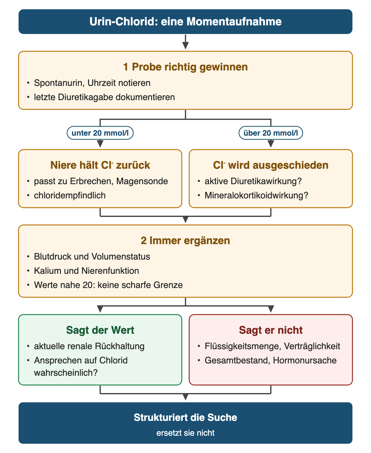 Von oben nach unten: Urin-Chlorid: eine Momentaufnahme. 1 Probe richtig gewinnen: Spontanurin, Uhrzeit notieren; letzte Diuretikagabe dokumentieren. Wenn unter 20 mmol/l: Niere hält Cl⁻ zurück: passt zu Erbrechen, Magensonde; chloridempfindlich. Wenn über 20 mmol/l: Cl⁻ wird ausgeschieden: aktive Diuretikawirkung?; Mineralokortikoidwirkung?. 2 Immer ergänzen: Blutdruck und Volumenstatus; Kalium und Nierenfunktion; Werte nahe 20: keine scharfe Grenze. Sagt der Wert: aktuelle renale Rückhaltung; Ansprechen auf Chlorid wahrscheinlich?. Sagt er nicht: Flüssigkeitsmenge, Verträglichkeit; Gesamtbestand, Hormonursache. Ergebnis: Strukturiert die Suche – ersetzt sie nicht.