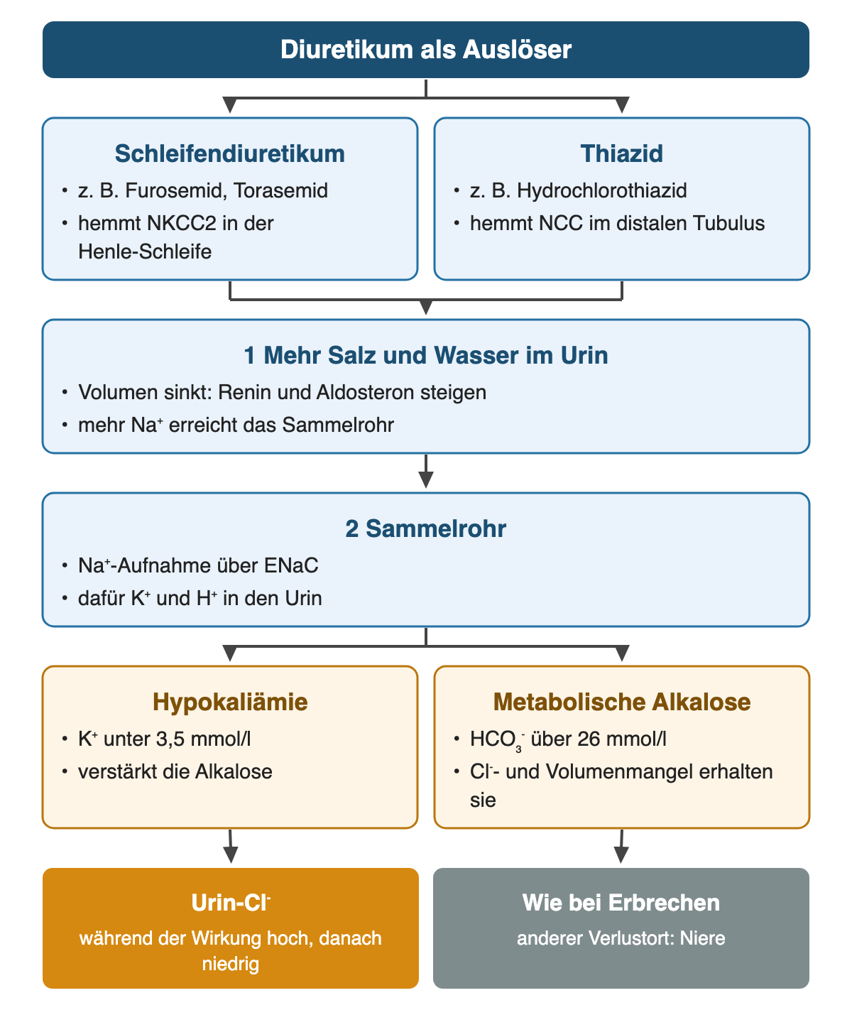 Von oben nach unten: Diuretikum als Auslöser. Schleifendiuretikum: z. B. Furosemid, Torasemid; hemmt NKCC2 in der Henle-Schleife. Thiazid: z. B. Hydrochlorothiazid; hemmt NCC im distalen Tubulus. 1 Mehr Salz und Wasser im Urin: Volumen sinkt: Renin und Aldosteron steigen; mehr Na⁺ erreicht das Sammelrohr. 2 Sammelrohr: Na⁺-Aufnahme über ENaC; dafür K⁺ und H⁺ in den Urin. Hypokaliämie: K⁺ unter 3,5 mmol/l; verstärkt die Alkalose. Metabolische Alkalose: HCO₃⁻ über 26 mmol/l; Cl⁻- und Volumenmangel erhalten sie. Ergebnis: Urin-Cl⁻ – während der Wirkung hoch, danach niedrig | Wie bei Erbrechen – anderer Verlustort: Niere.