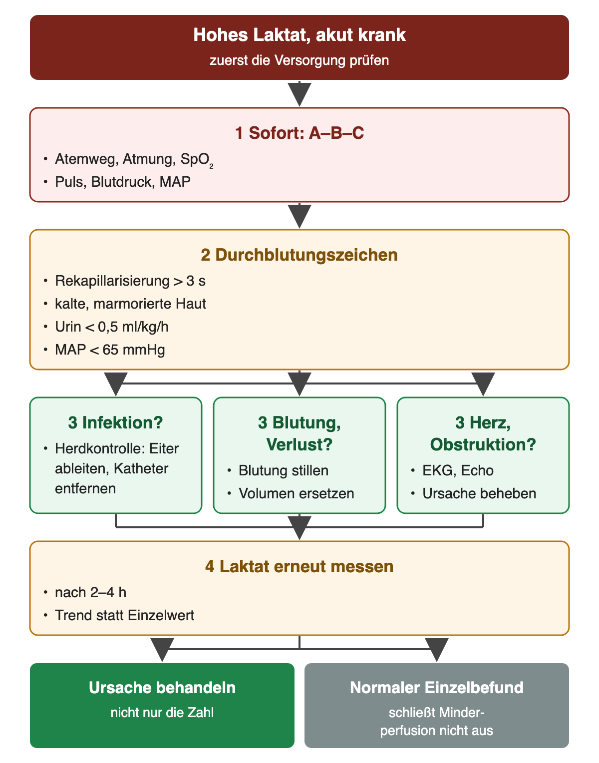Von oben nach unten: Hohes Laktat, akut krank: zuerst die Versorgung prüfen; Sofort: A–B–C: Atemweg, Atmung, SpO₂, Puls, Blutdruck, MAP; Durchblutungszeichen: Rekapillarisierung > 3 s, kalte, marmorierte Haut, Urin < 0,5 ml/kg/h, MAP < 65 mmHg; 3 Infektion?: Herdkontrolle: Eiter ableiten, Katheter entfernen; 3 Blutung, Verlust?: Blutung stillen, Volumen ersetzen; 3 Herz, Obstruktion?: EKG, Echo, Ursache beheben; Laktat erneut messen: nach 2–4 h, Trend statt Einzelwert; Ergebnis: Ursache behandeln – nicht nur die Zahl; Normaler Einzelbefund – schließt Minderperfusion nicht aus.
